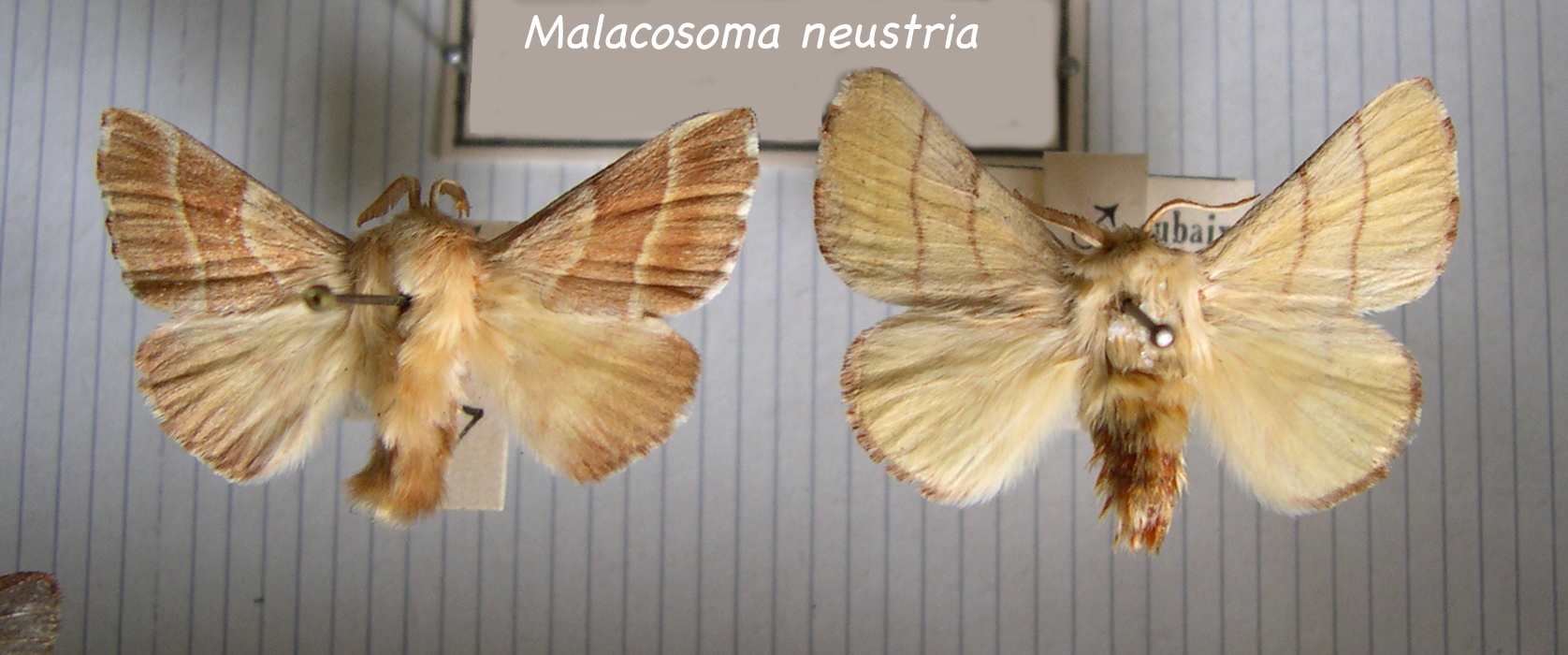 Afficher le média malacosoma_neustria1md malacosoma_neustria1md
