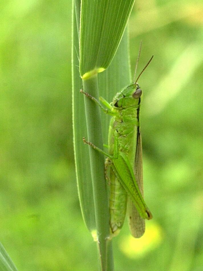 mecostethus_alliaceus2md