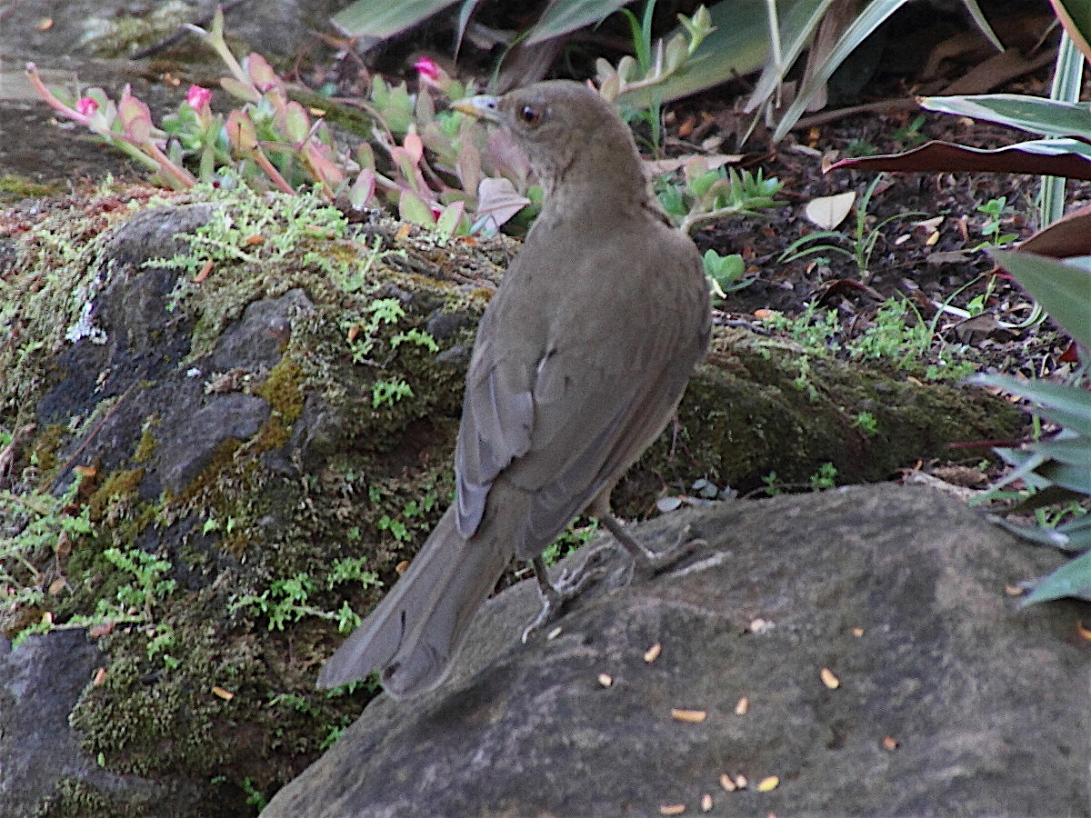 merle_fauve_-_turdus_grayi1md