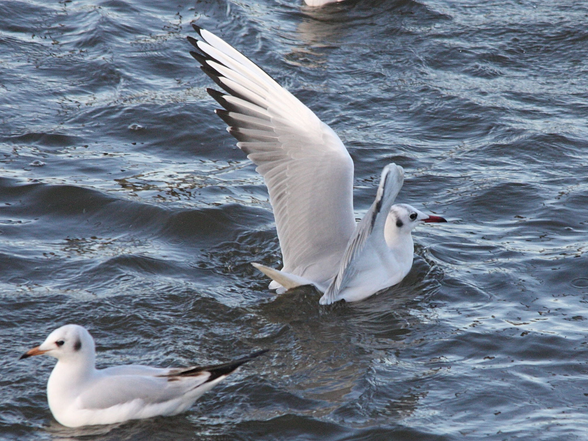 Afficher le média mouette_rieuse_-_chroicocephalus_ridibundus3bd mouette_rieuse_-_chroicocephalus_ridibundus3bd