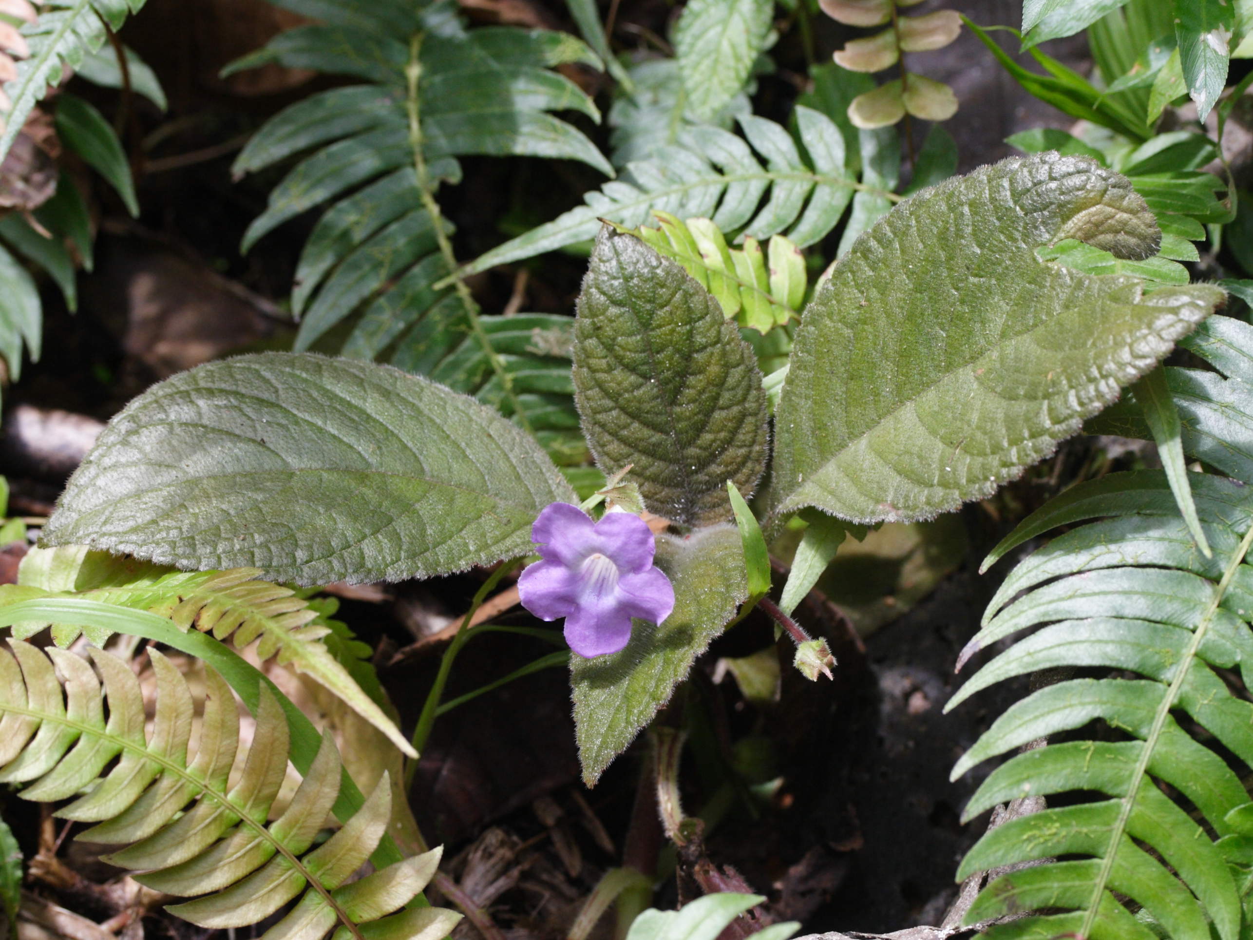 nautilocalyx_melittifolius3md