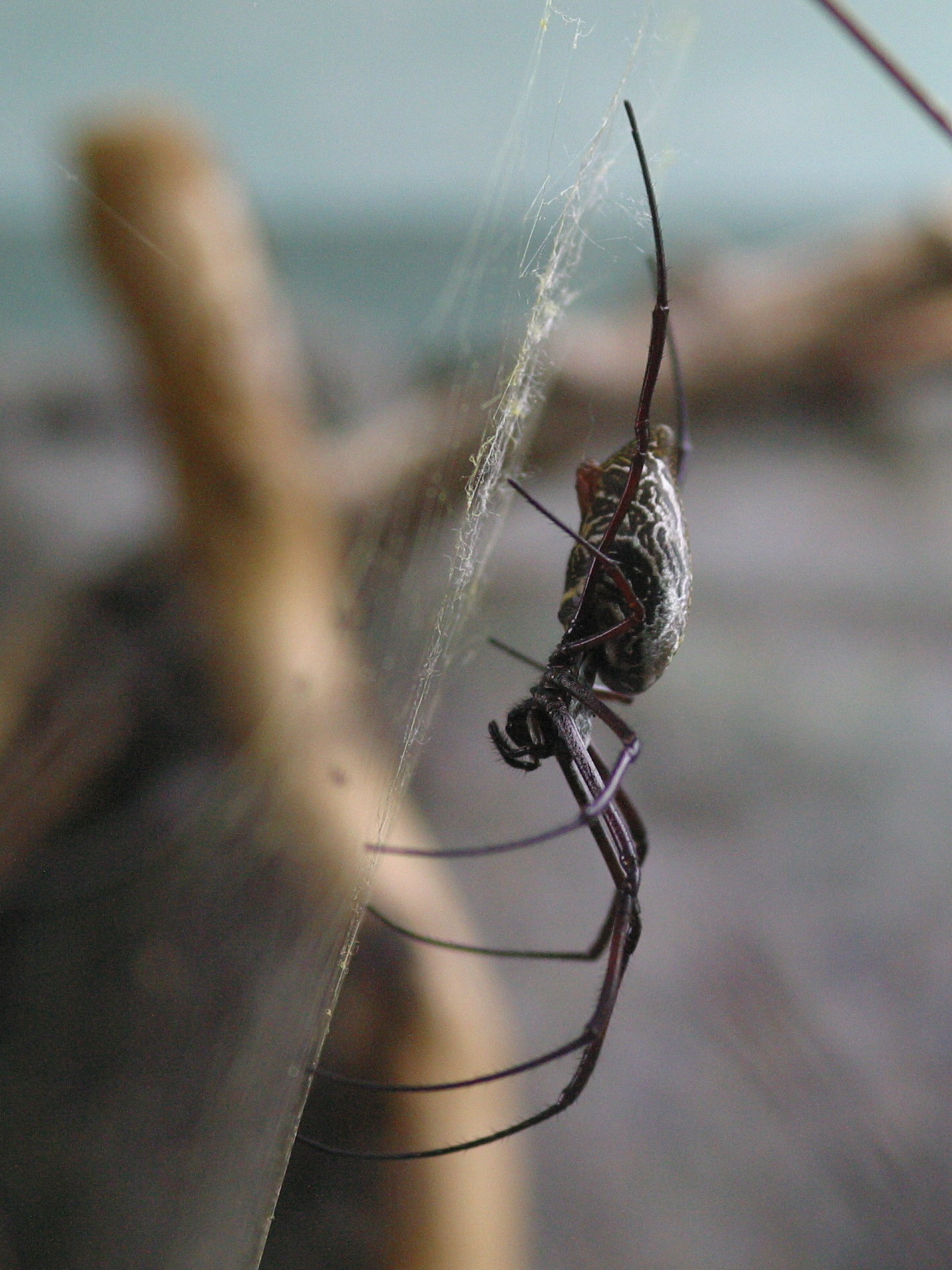 nephila_inaurata_madagascariensis3md