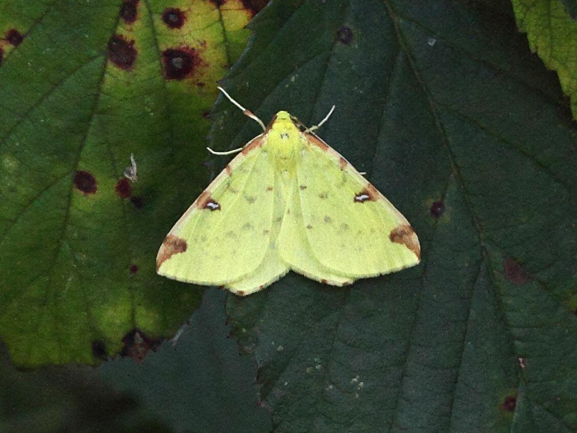 opisthograptis_luteolata4bd