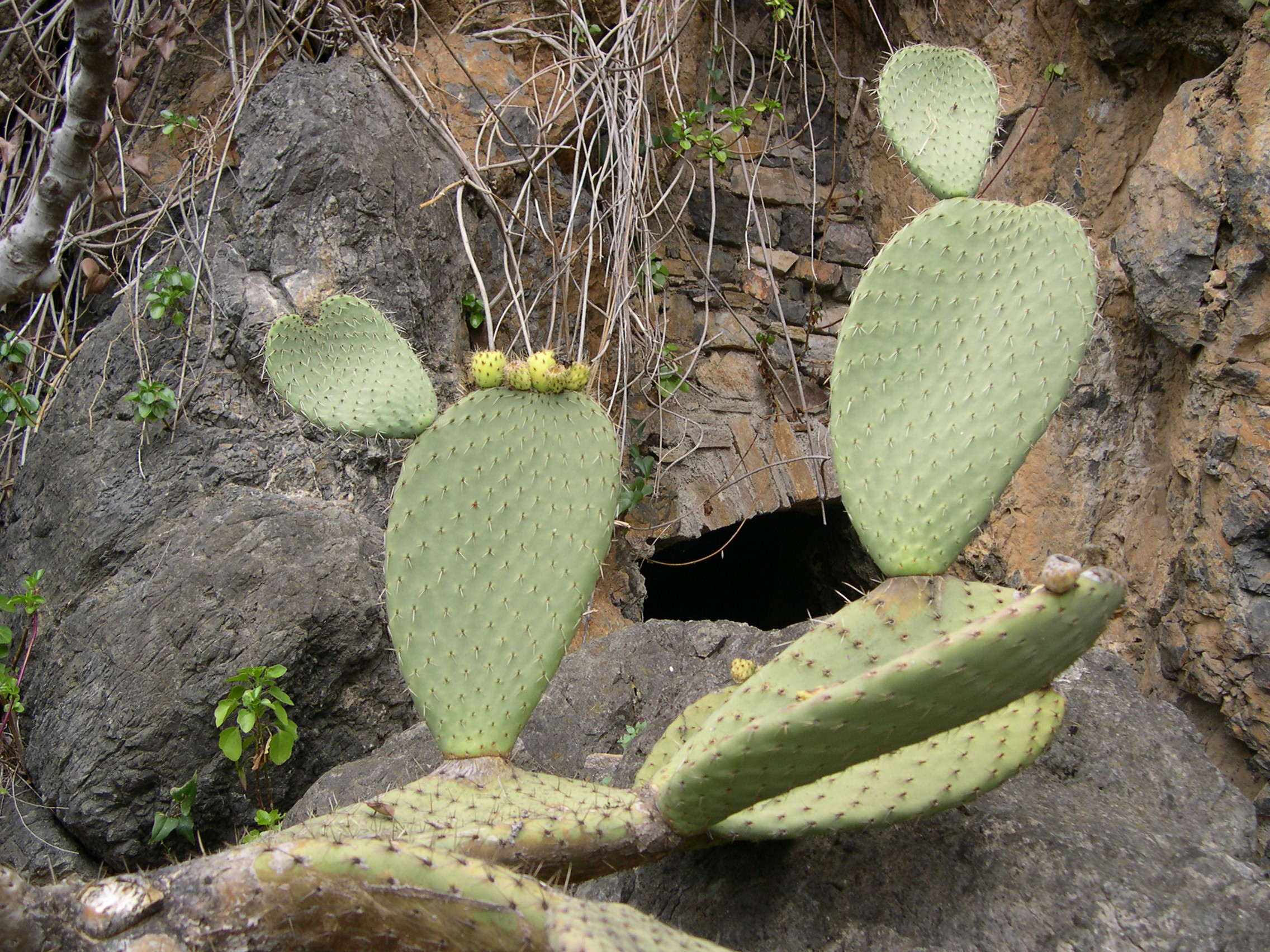 opuntia_leucotricha1md