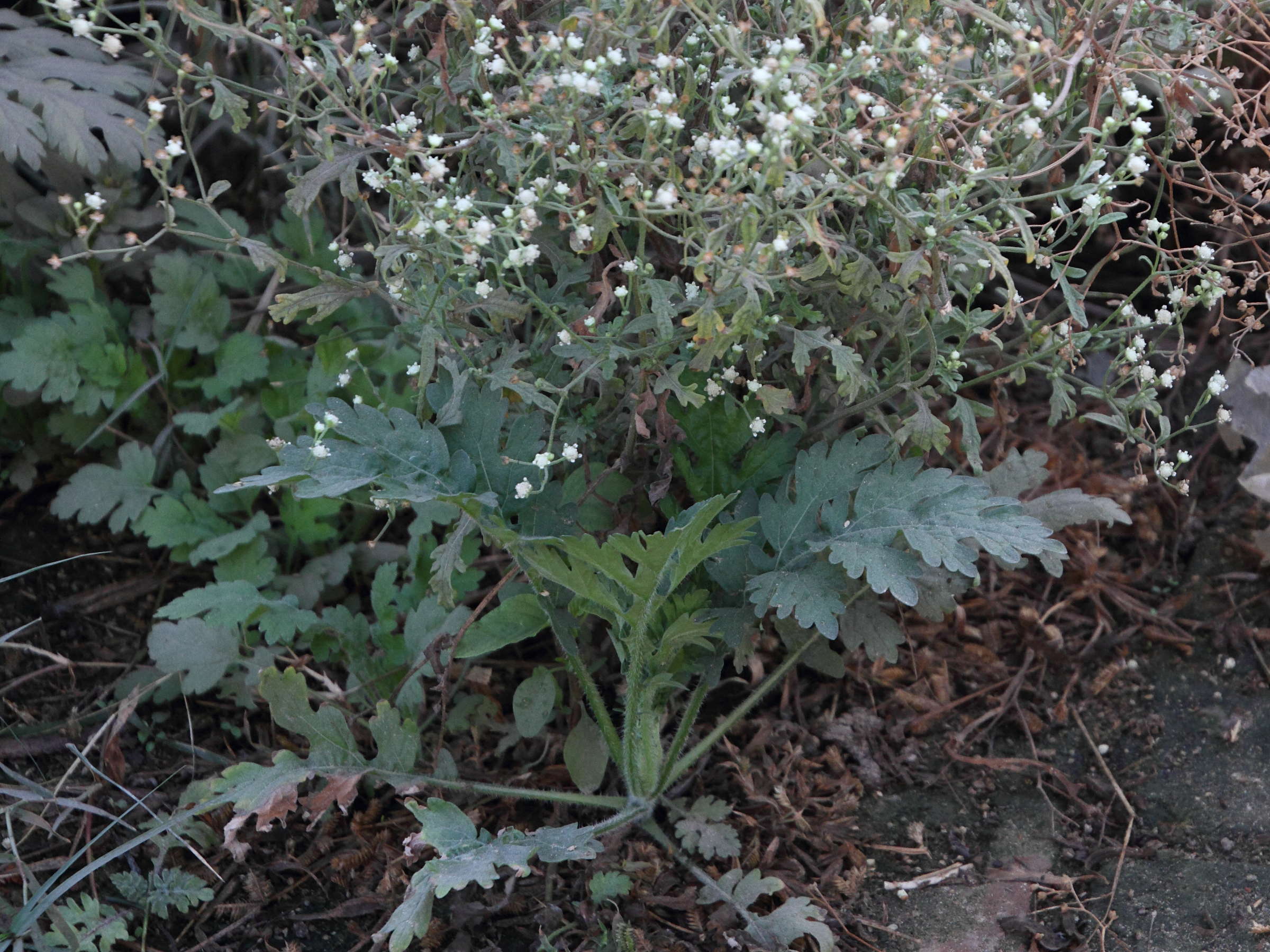 parthenium_hysterophorus6md
