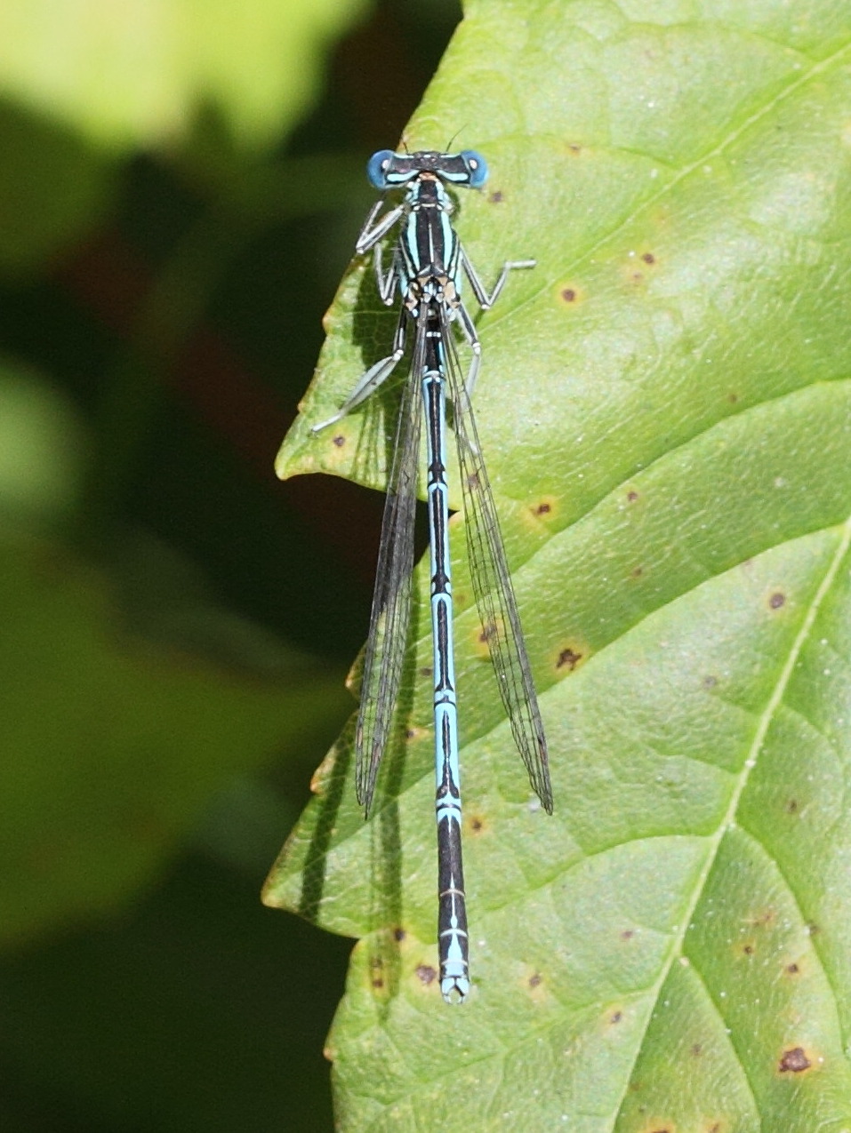 platycnemis_pennipes5bd