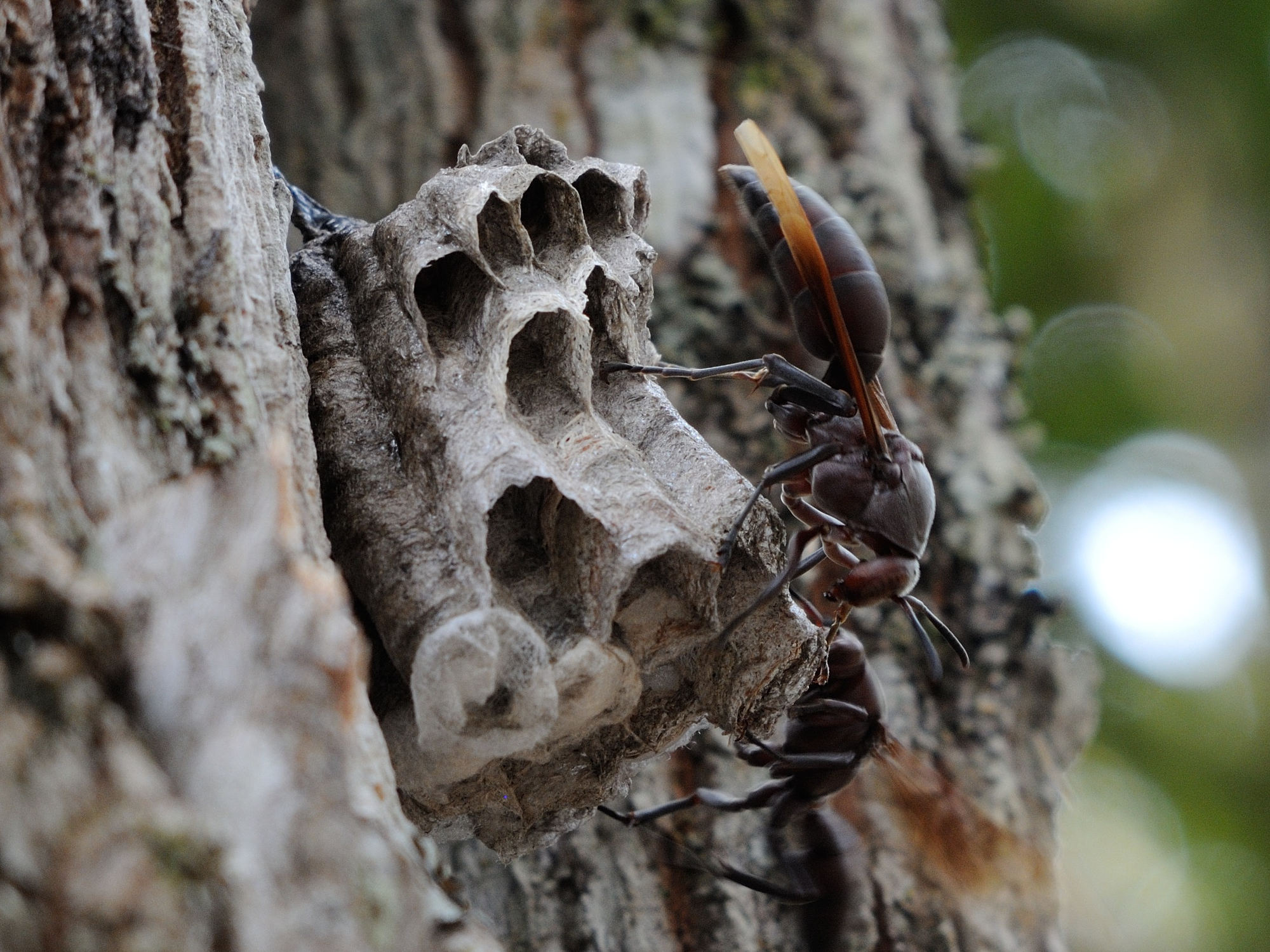 polistes_madecassus3md