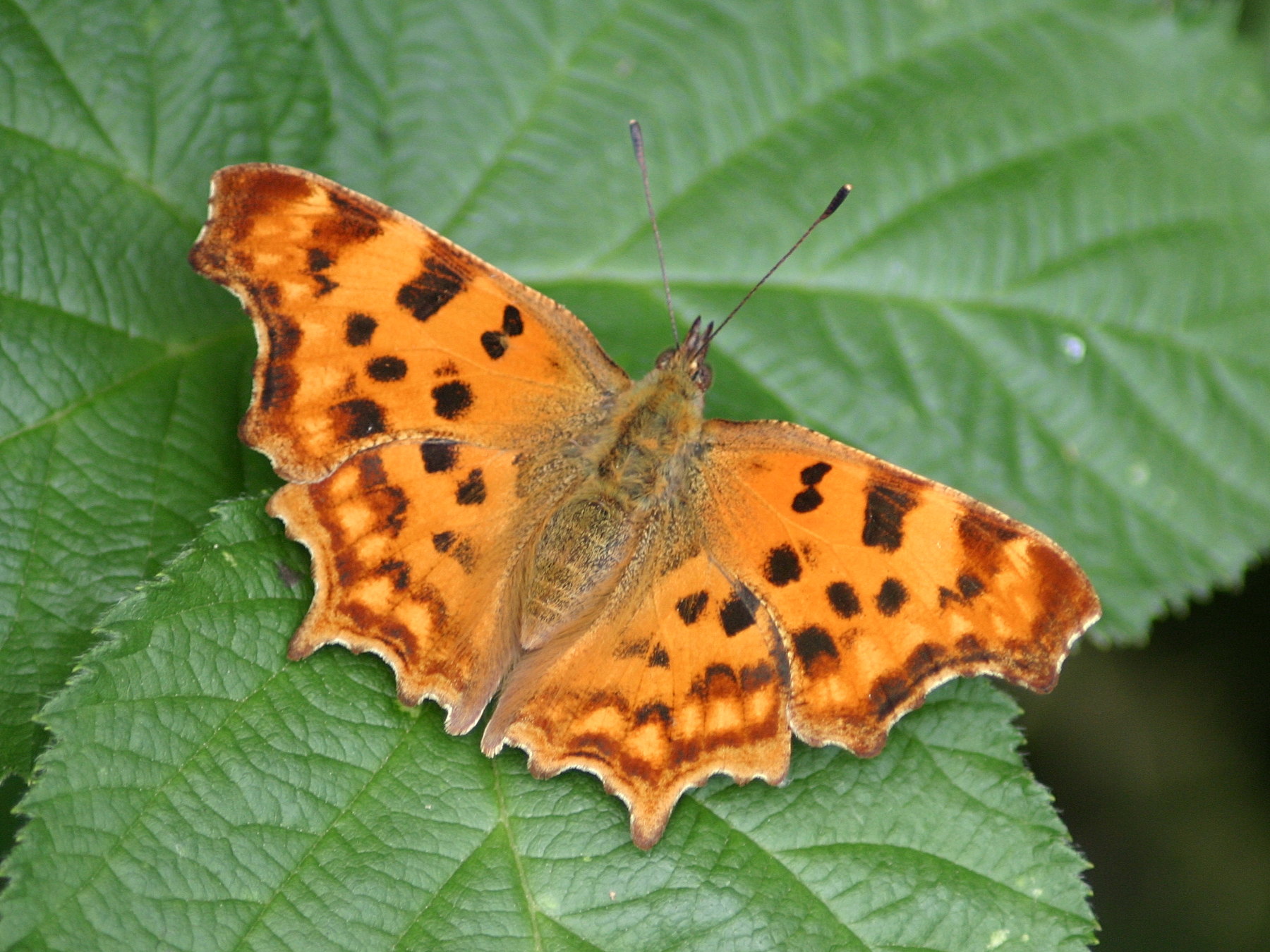 polygonia_c-album4sd