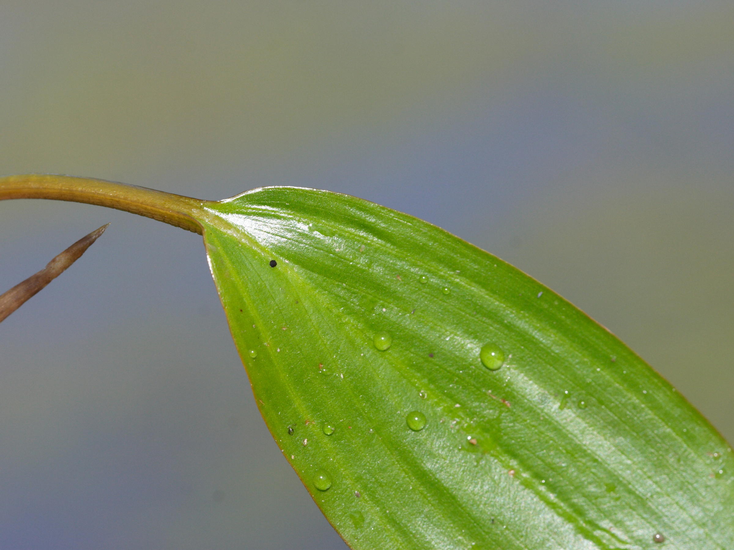 potamogeton_nodosus4md