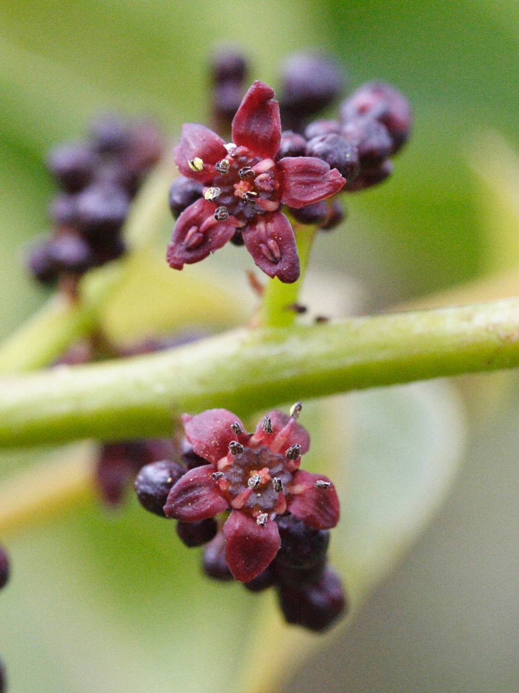 Afficher le média poupartia_borbonica2md poupartia_borbonica2md