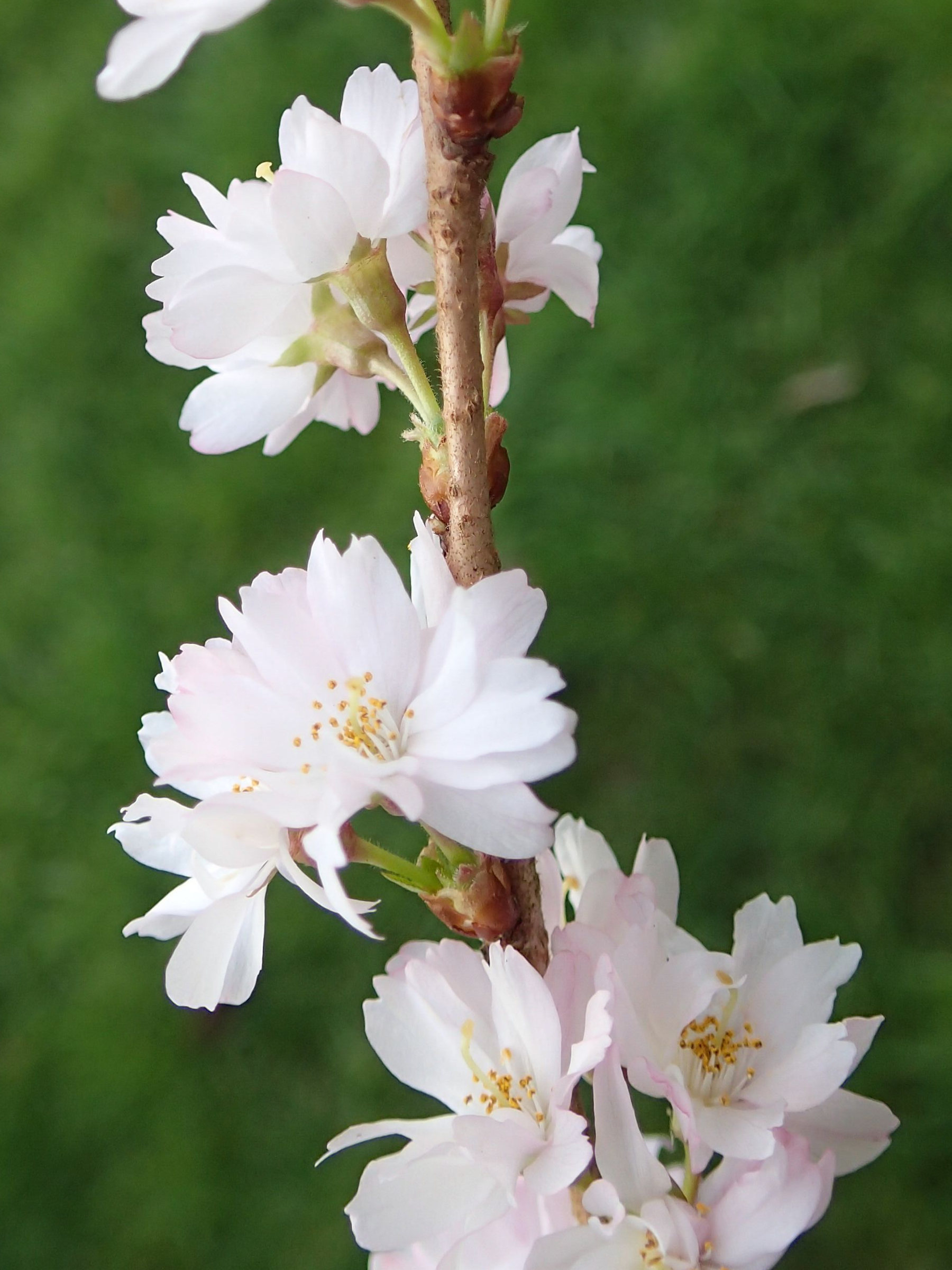 prunus_x_subhirtella2md