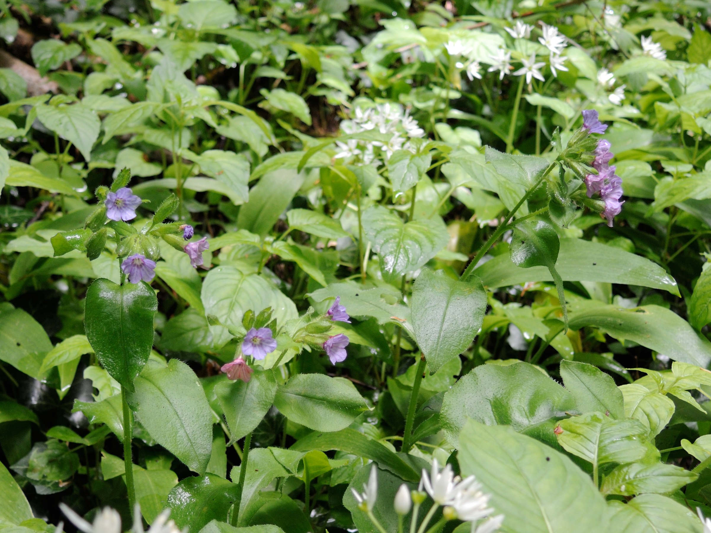 pulmonaria_montana1md