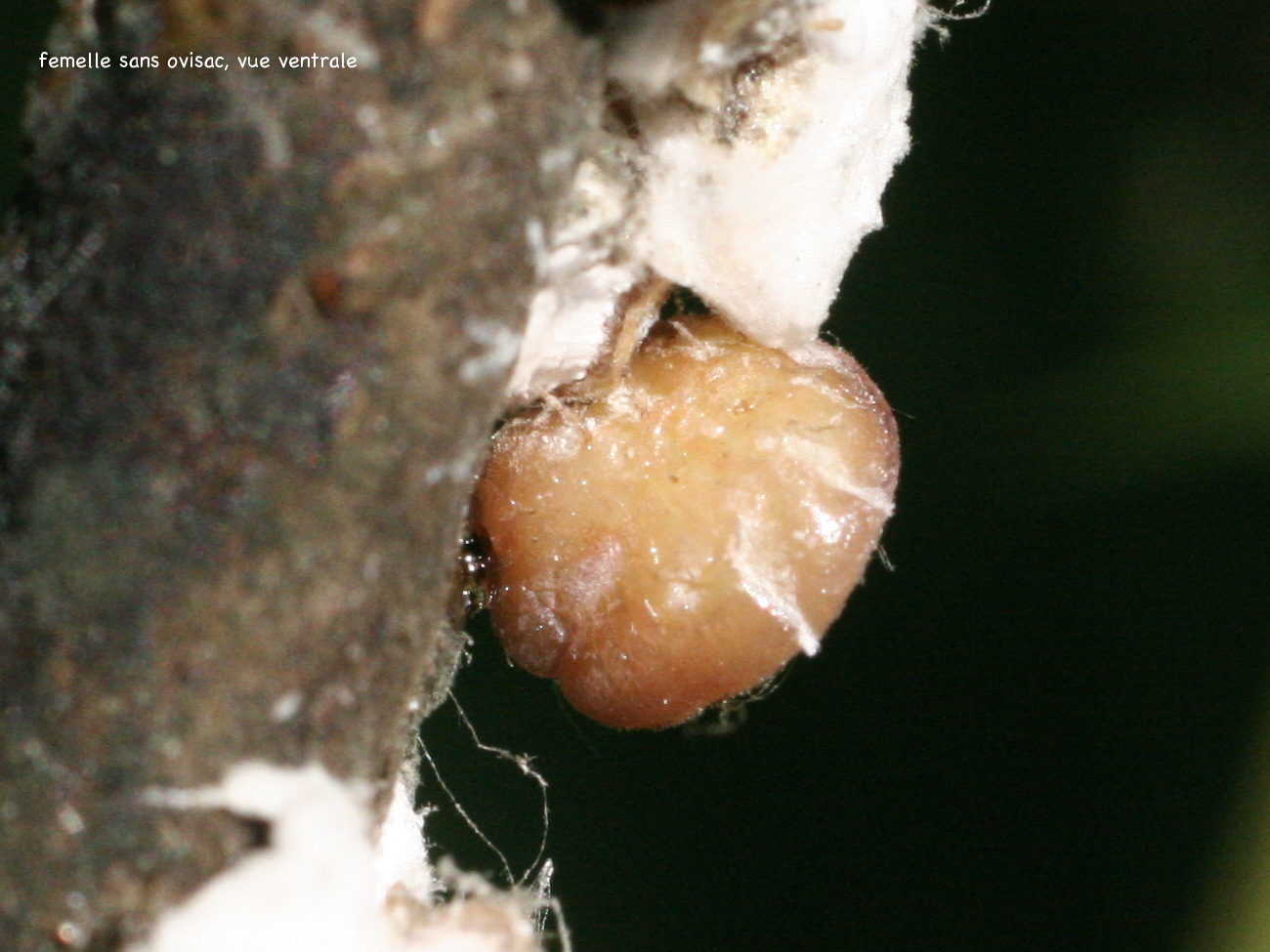 pulvinaria_vitis2amd