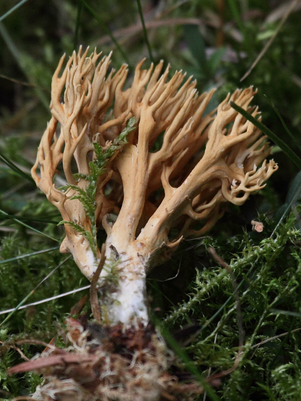 Afficher le média ramaria_cf_eumorpha2bd ramaria_cf_eumorpha2bd