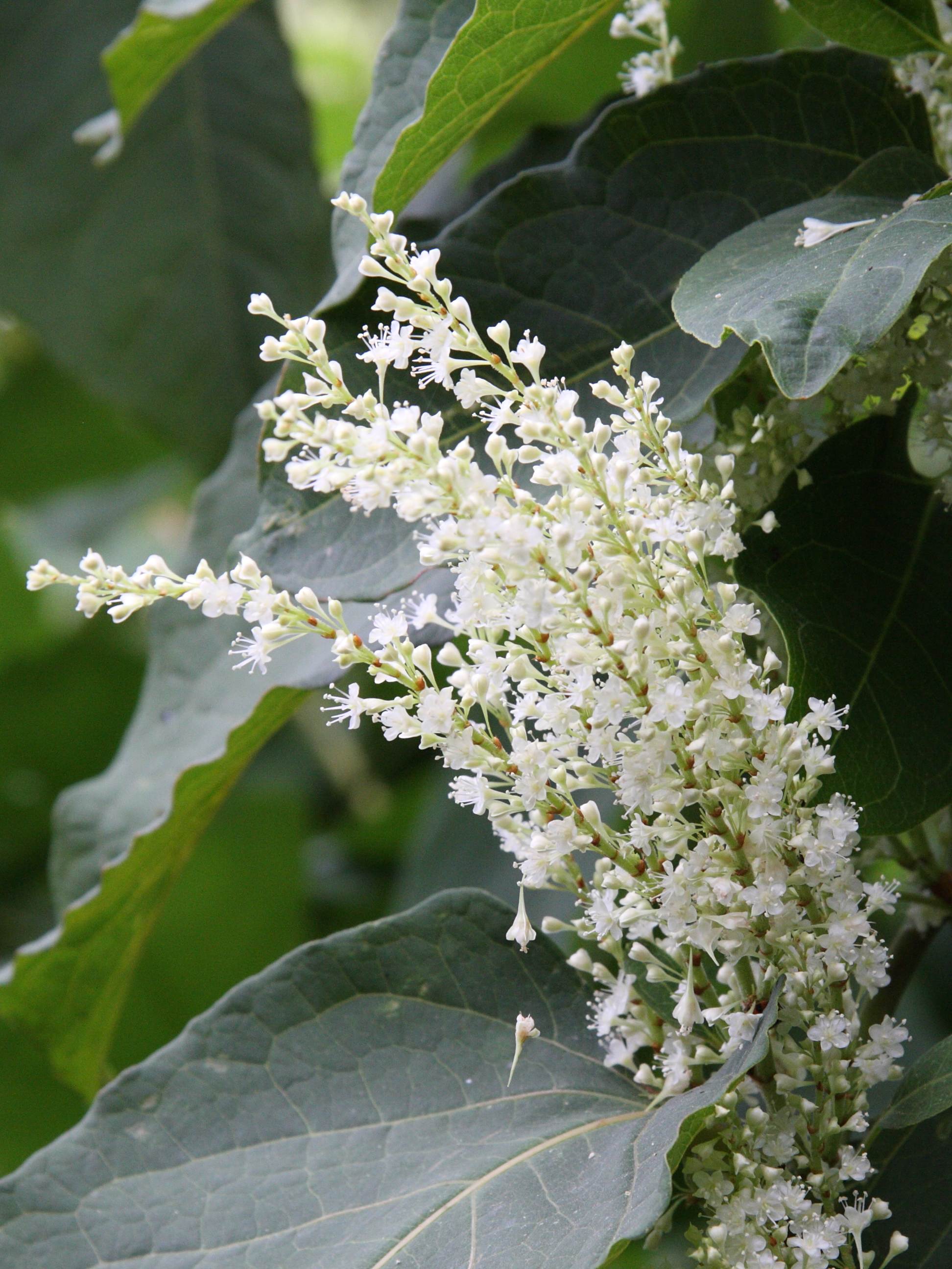 Afficher le média reynoutria_japonica3amd reynoutria_japonica3amd