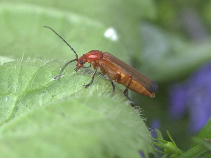 rhagonycha_fulva1amd