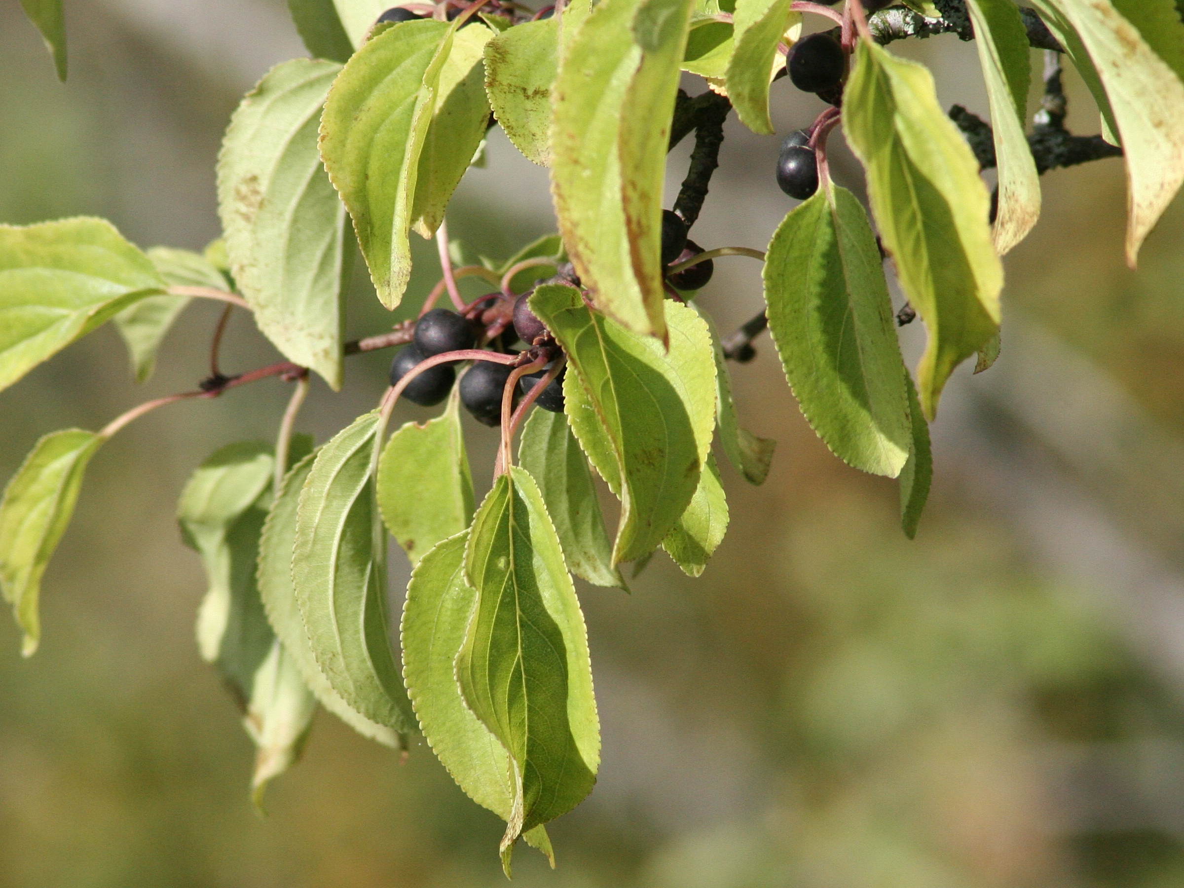 Afficher le média rhamnus_cathartica4md rhamnus_cathartica4md