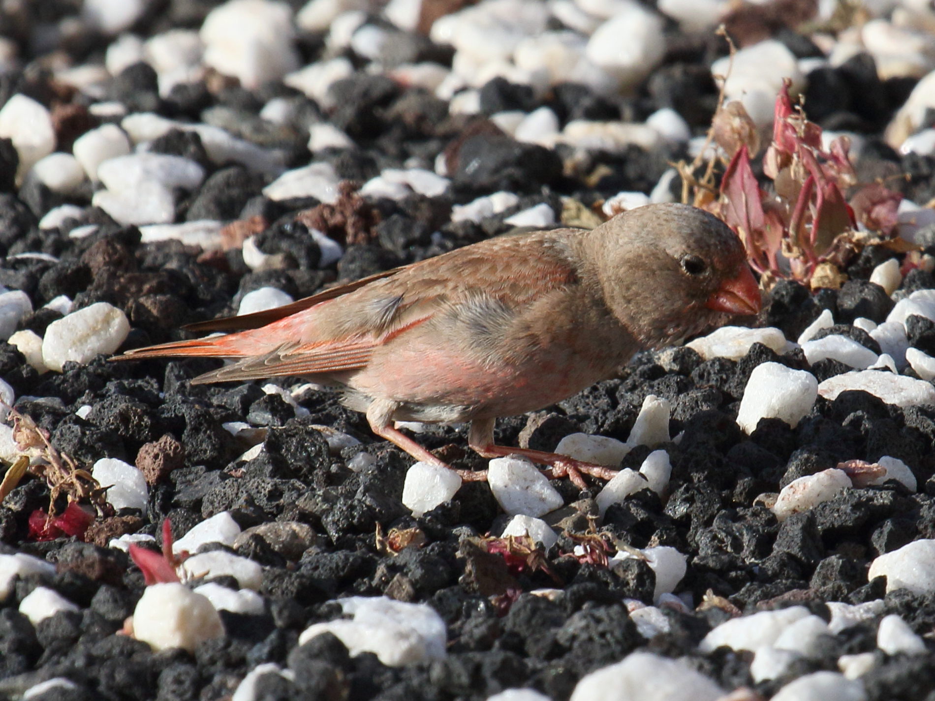 roselin_githagine_-_bucanetes_githagineus2bd