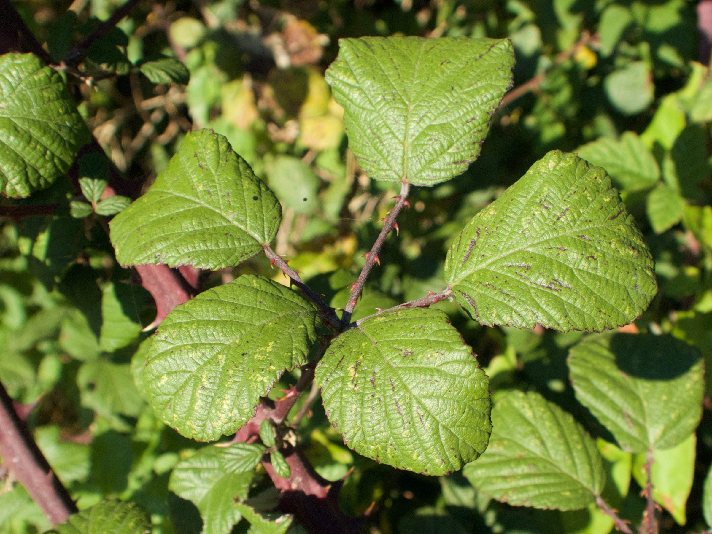 rubus_aggr_fruticosus3md