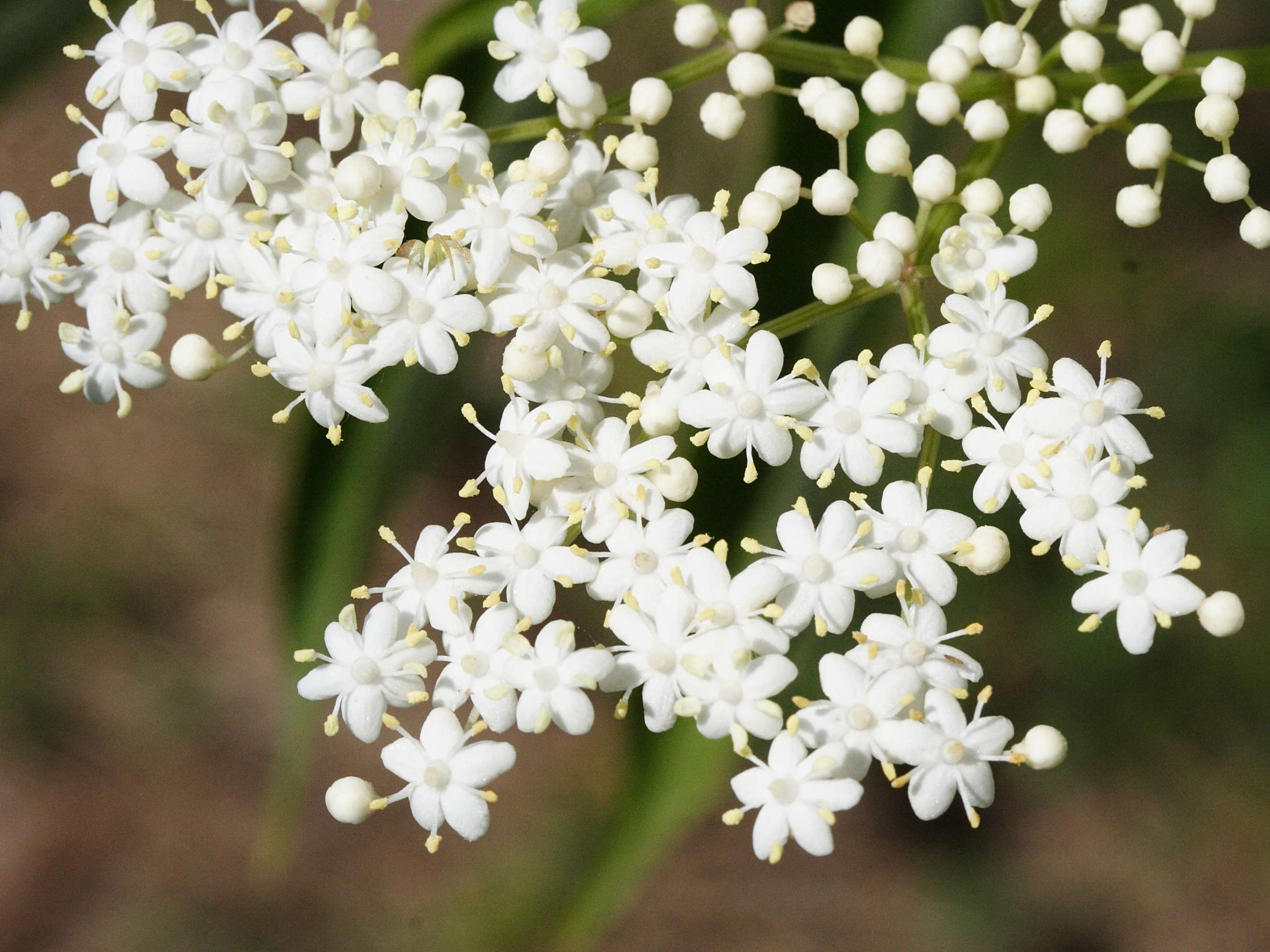 sambucus_canadensis1md