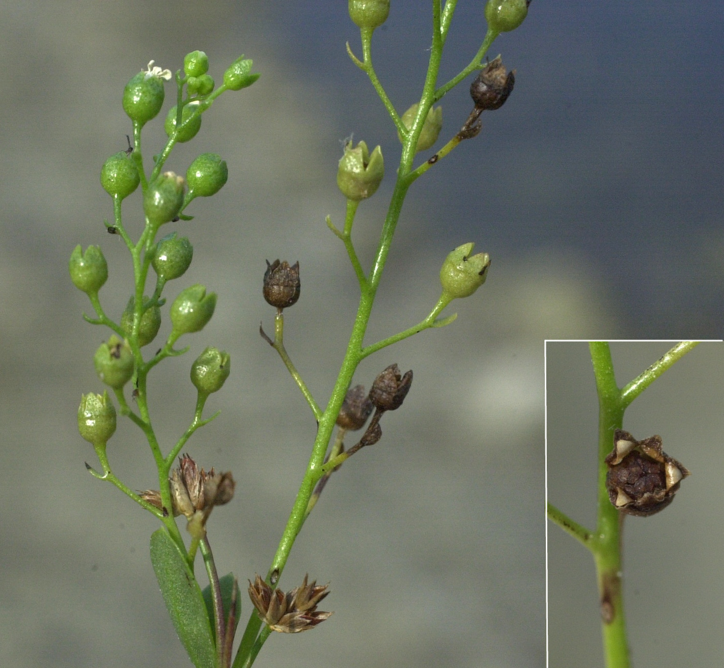 samolus_valerandi3md