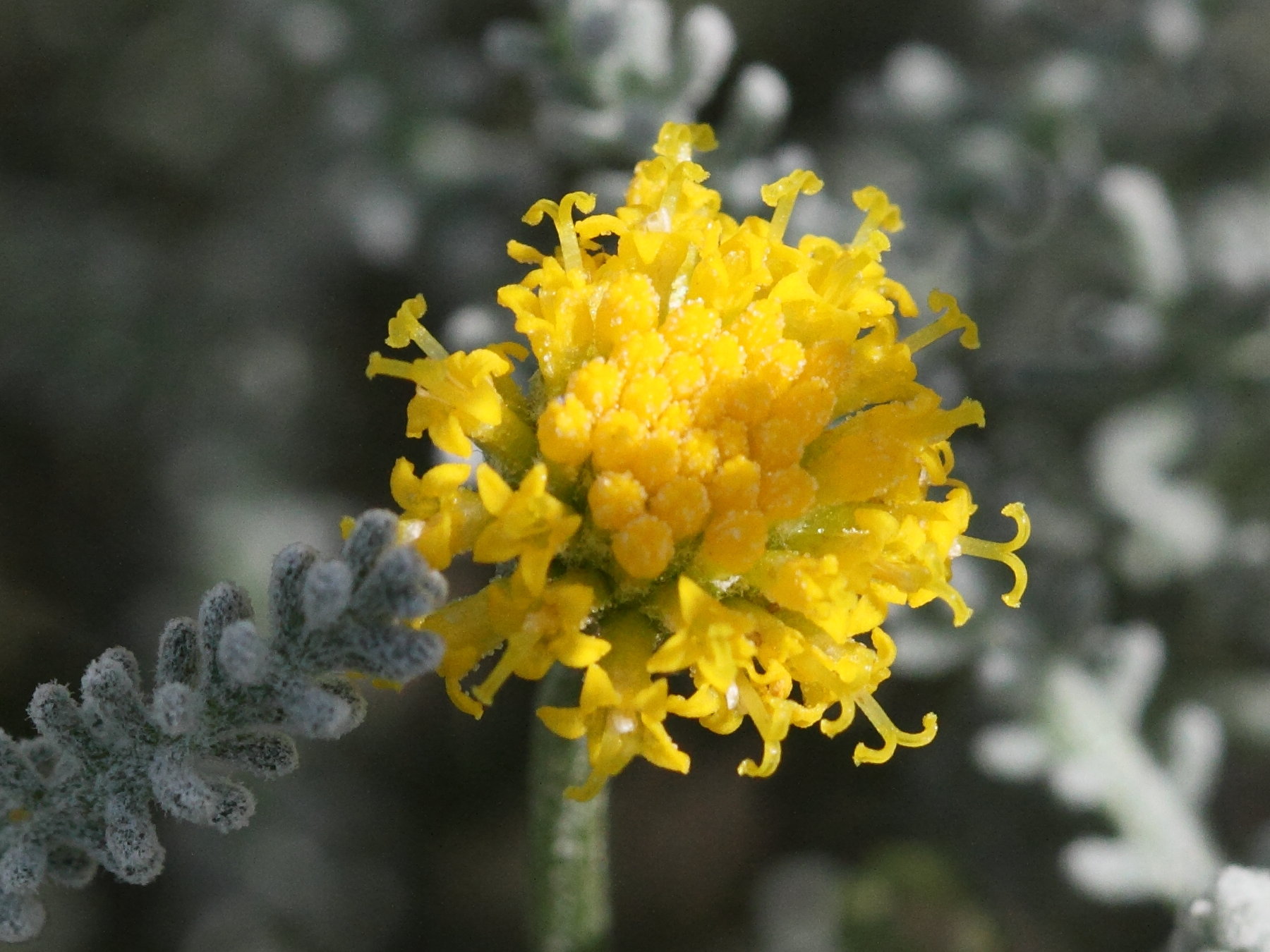 santolina_chamaecyparissus4abd