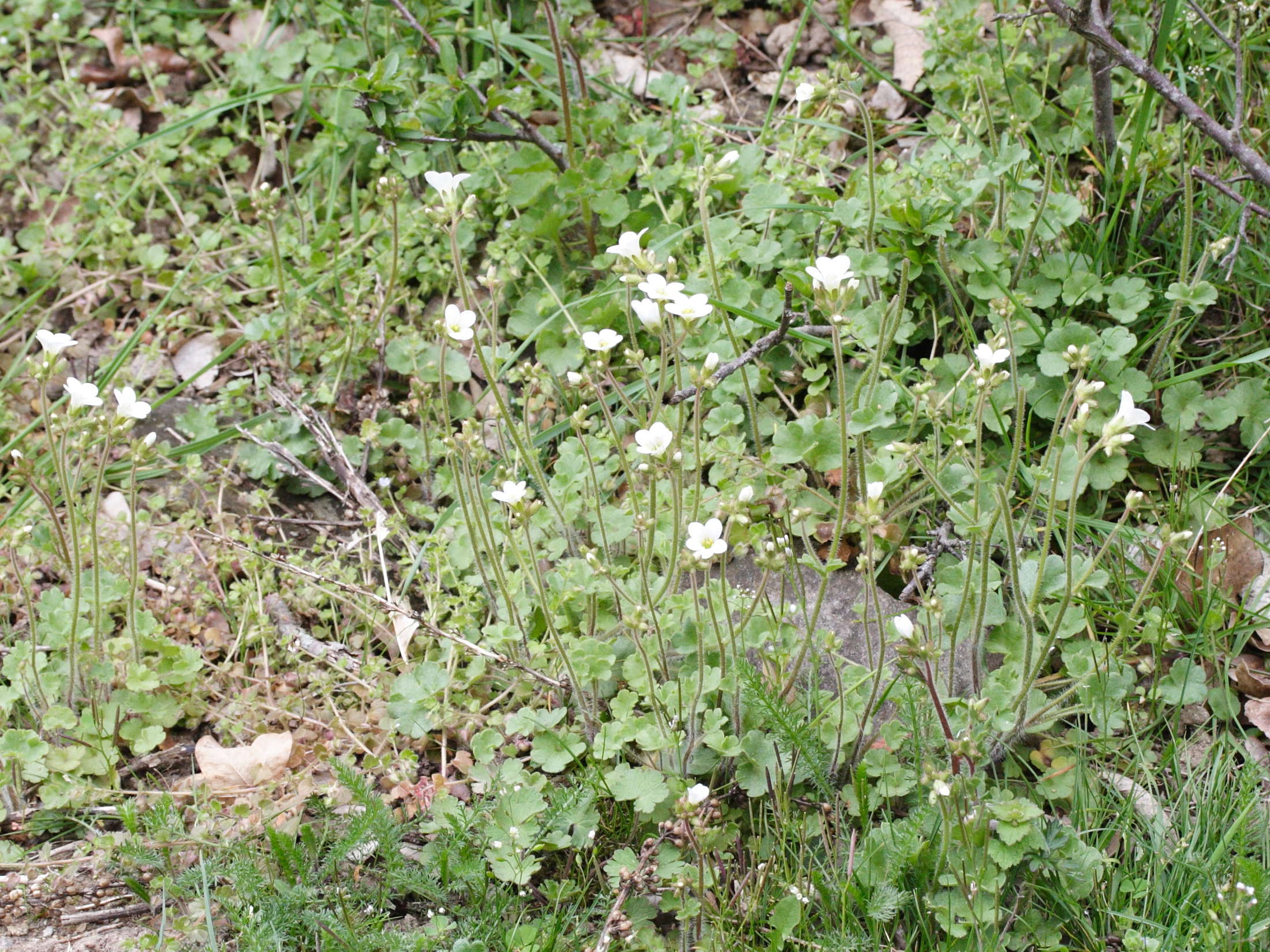 saxifraga_granulata7md