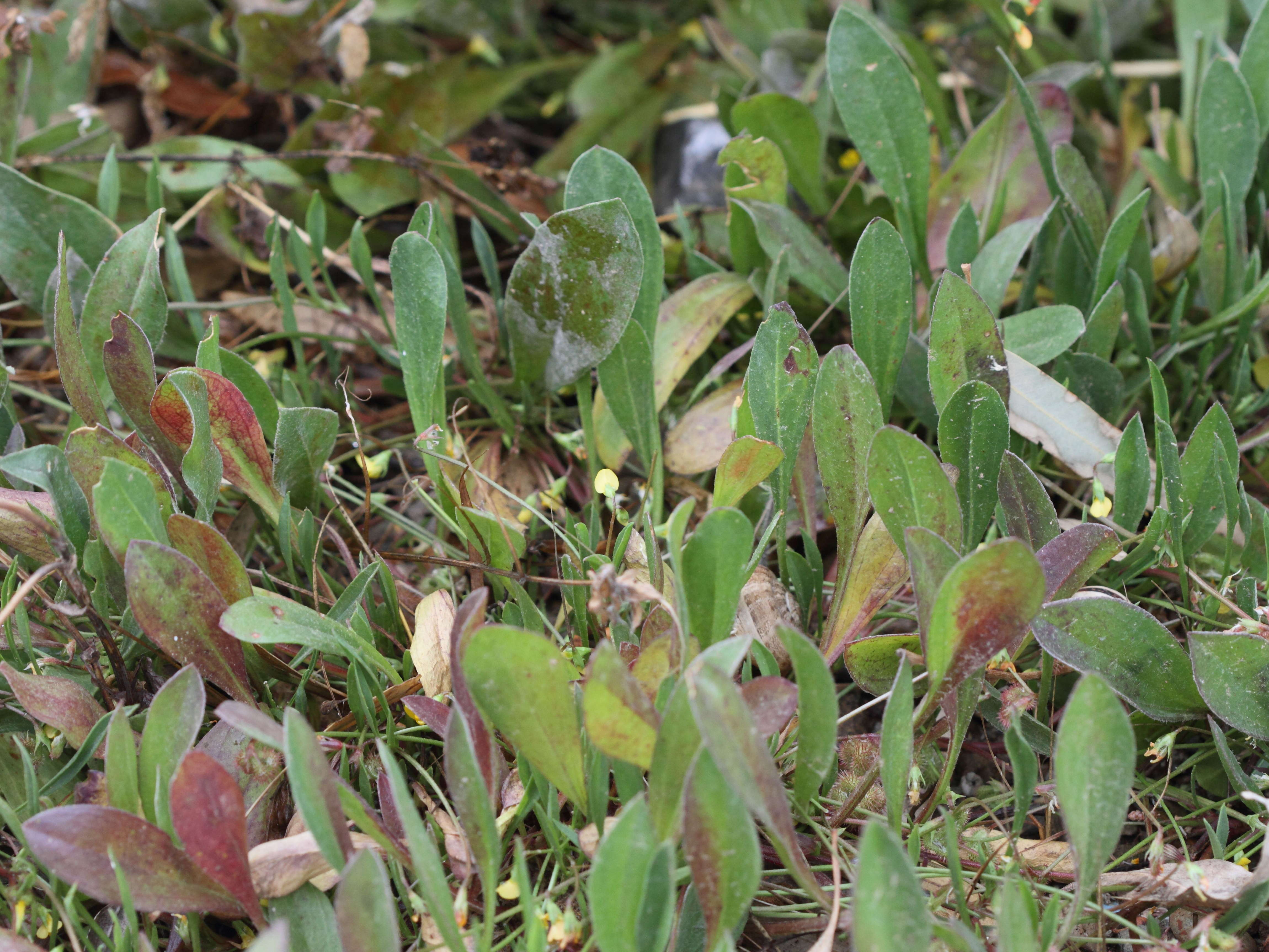 scorpiurus_muricatus1bbd