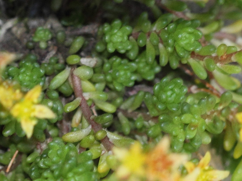 sedum_alpestre1bd