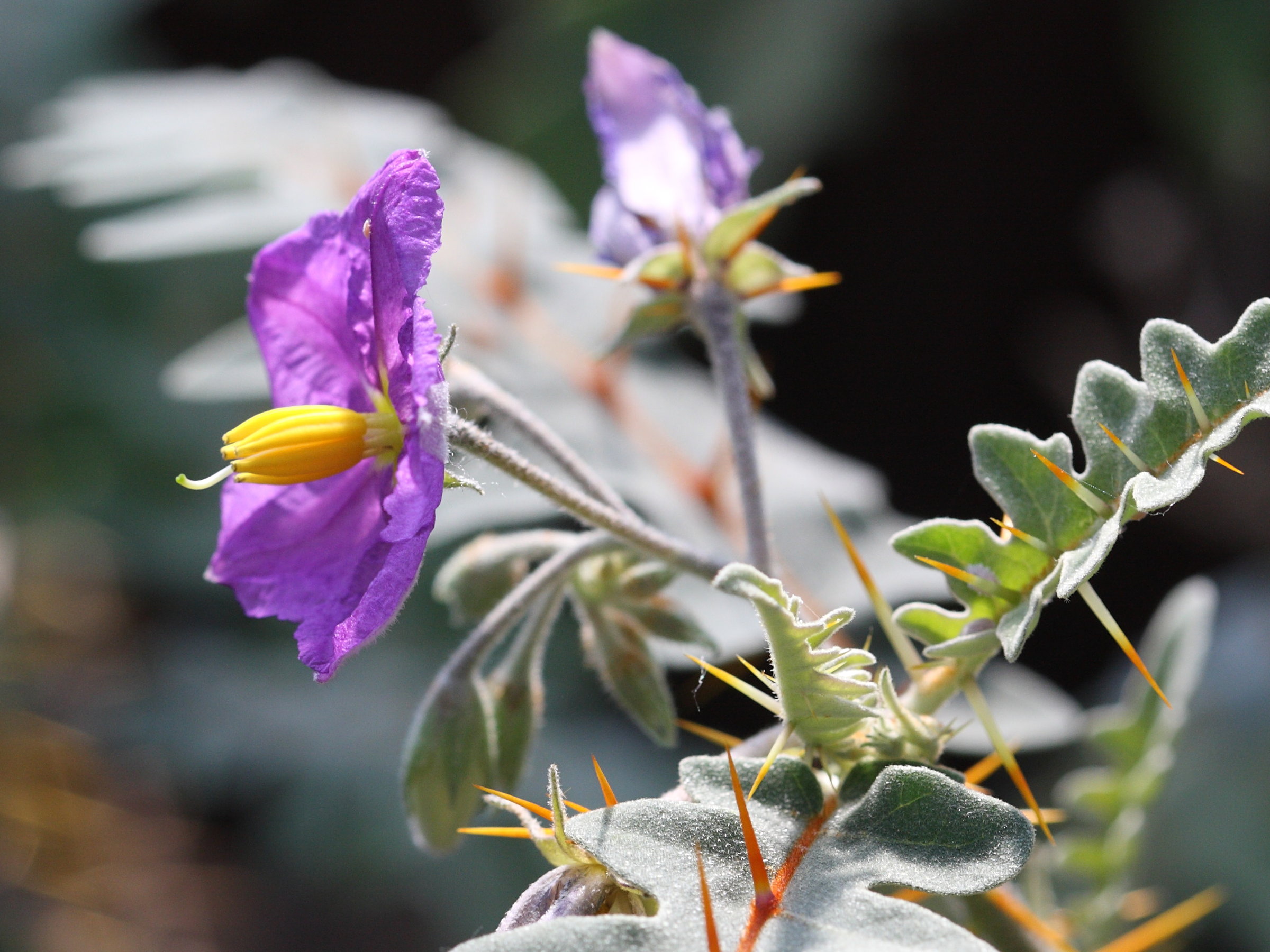 solanum_pyracanthum3sd