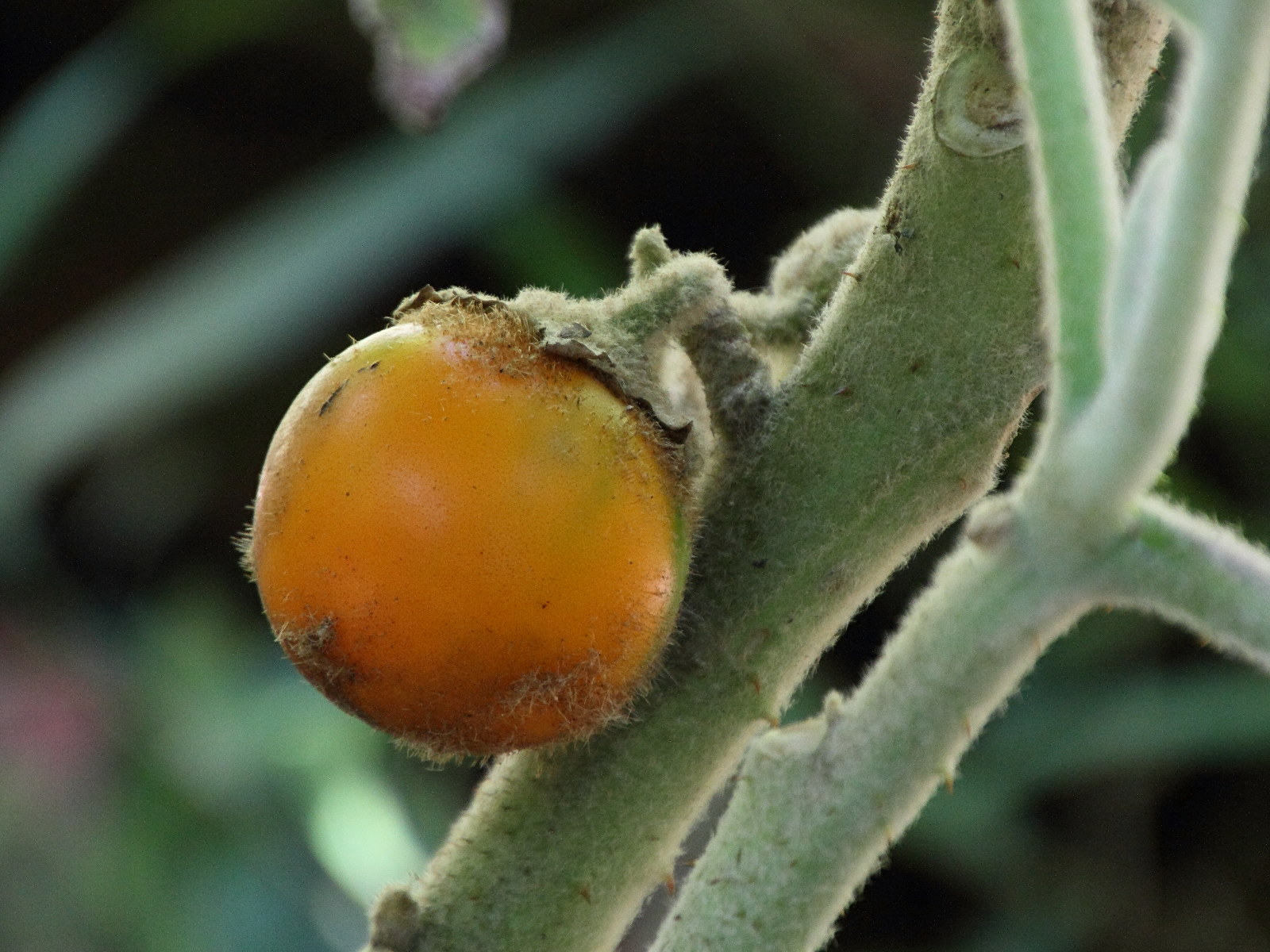 Afficher le média solanum_quitoense2md solanum_quitoense2md