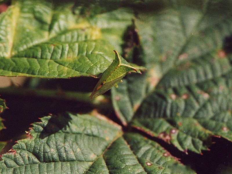Afficher le média stictocephala_bisonia2md stictocephala_bisonia2md