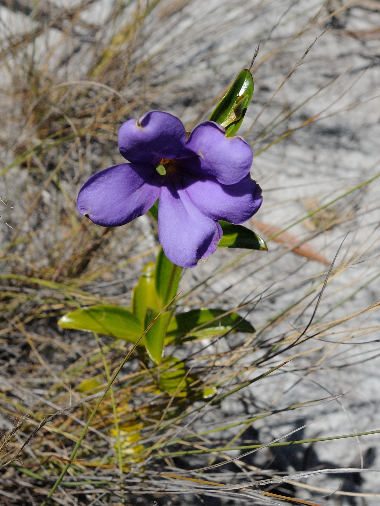 tachiadenus_carinatus1md