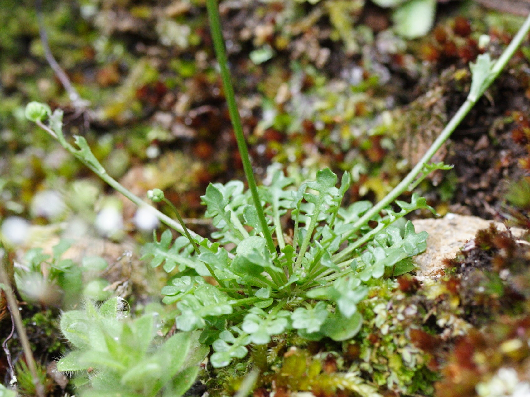 Afficher le média teesdalia_coronopifolia1md teesdalia_coronopifolia1md