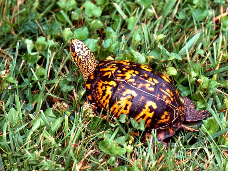 terrapene_carolina1md