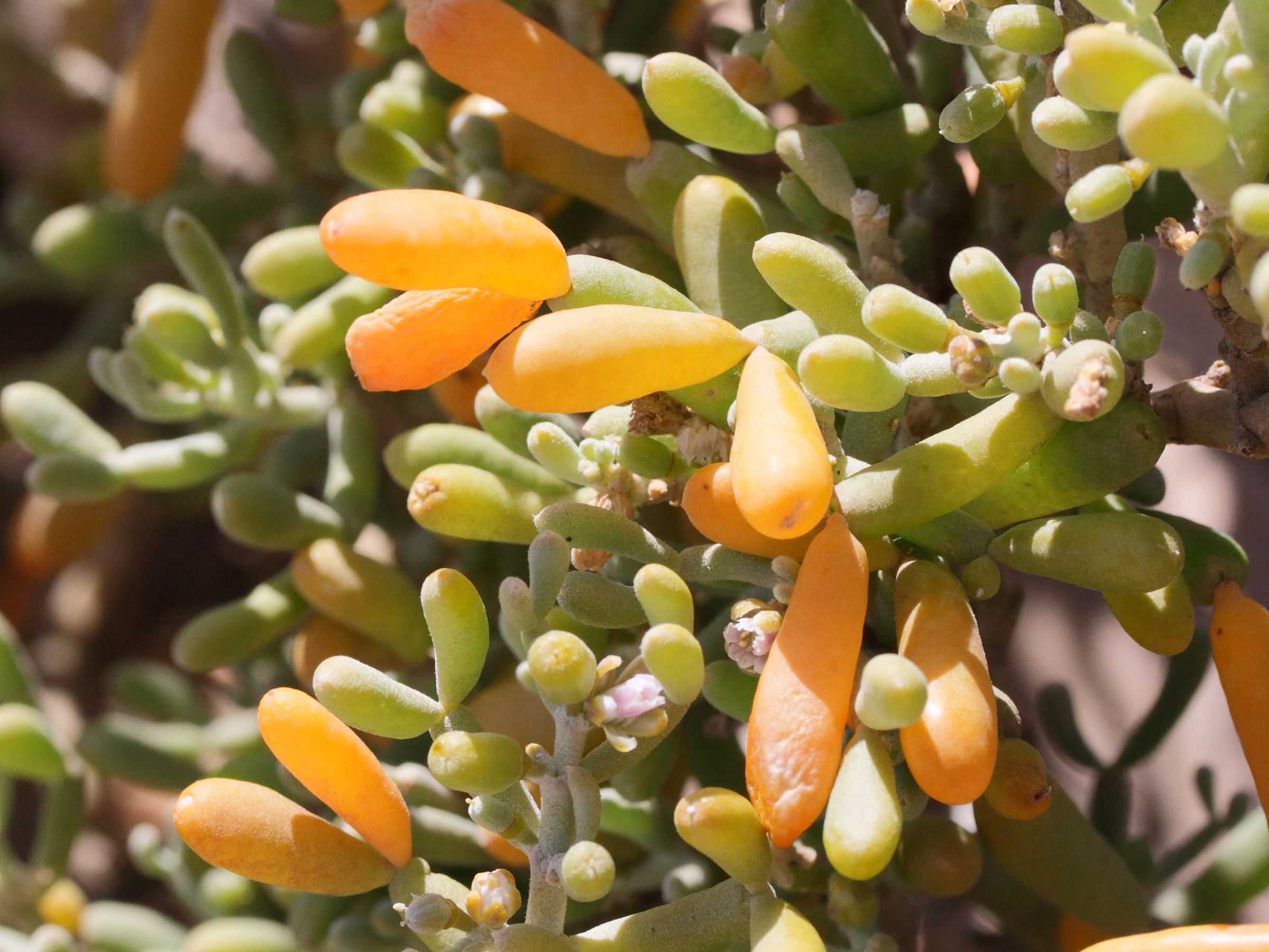 tetraena_fontanesii2md