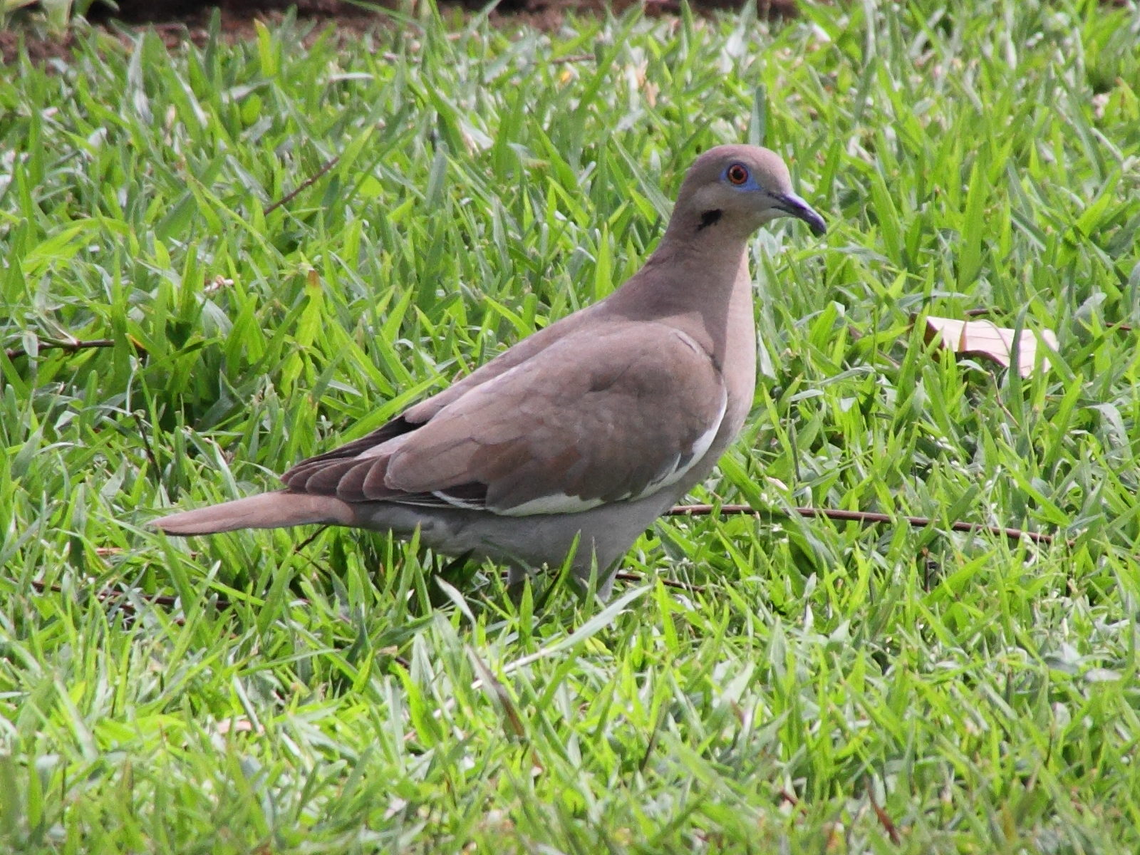 tourterelle_a_ailes_blanches_-_zenaida_asiatica4md