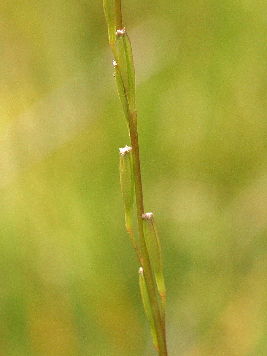 Afficher le média triglochin_palustris3md triglochin_palustris3md