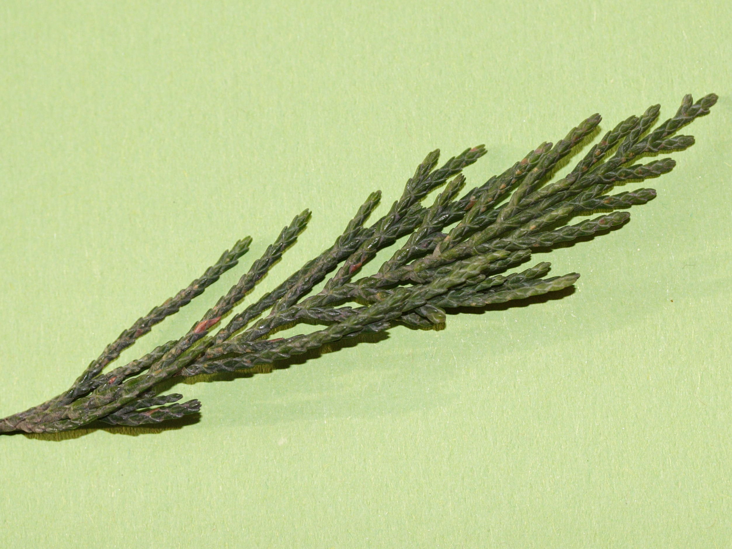 x Cuprocyparis_leylandii