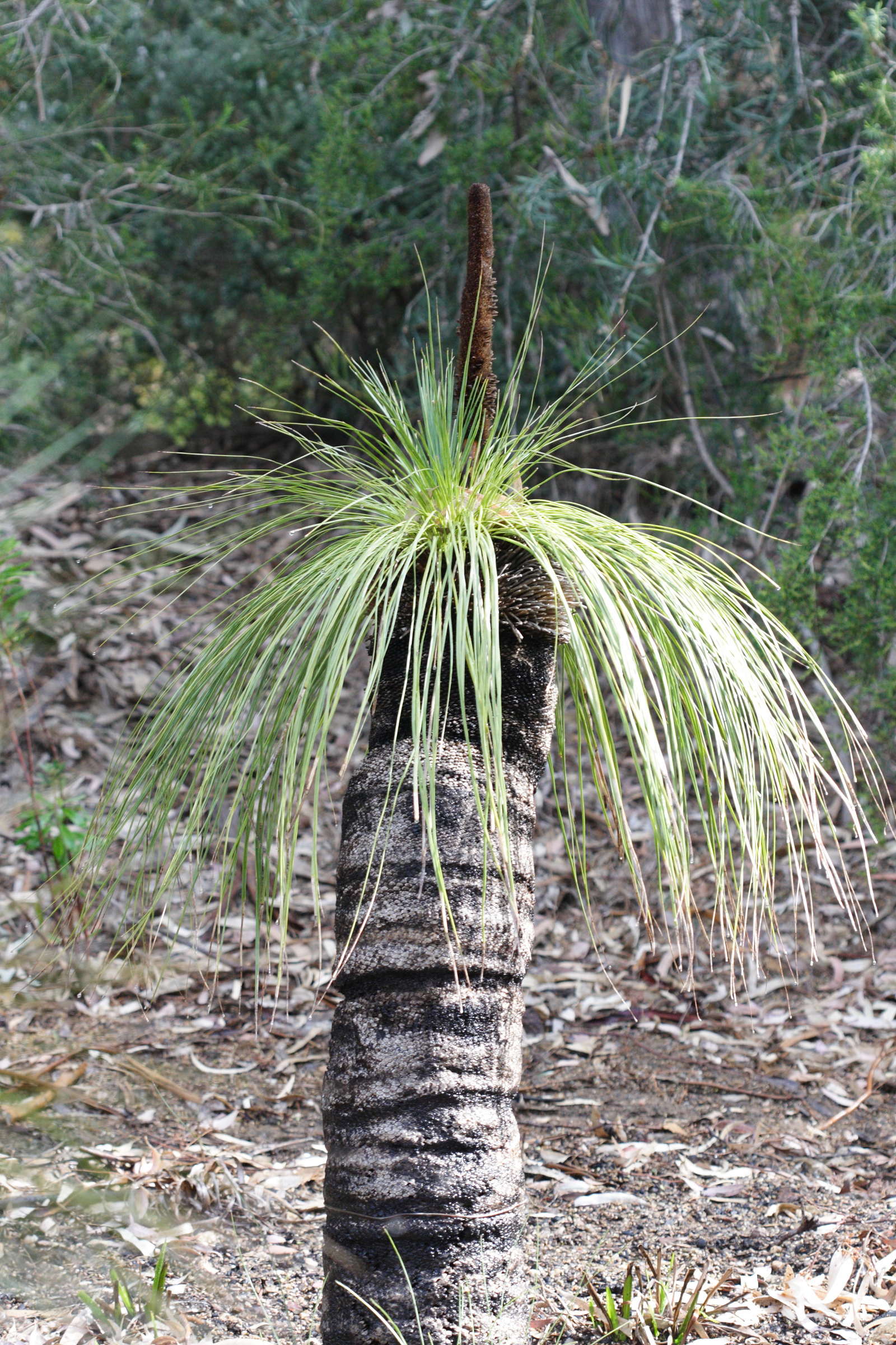 xanthorrhoea_pressii2md