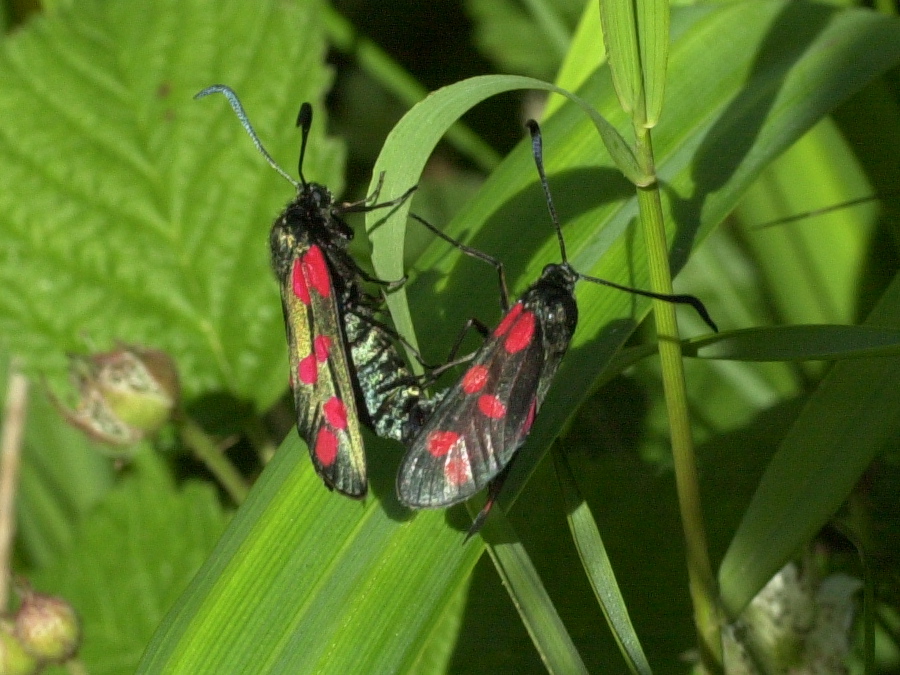 zygaena_filipendulae4md