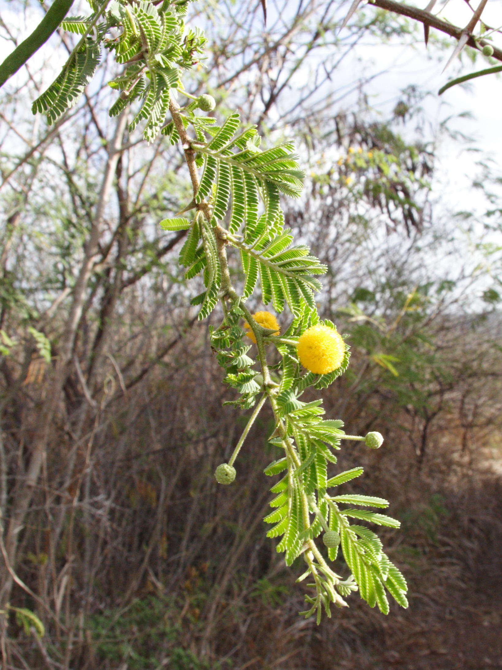 acacia_tortuosa1md