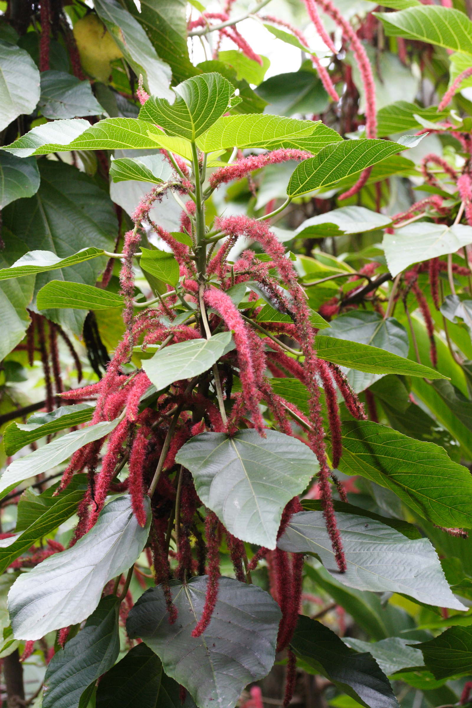 acalypha_hispida1bmd