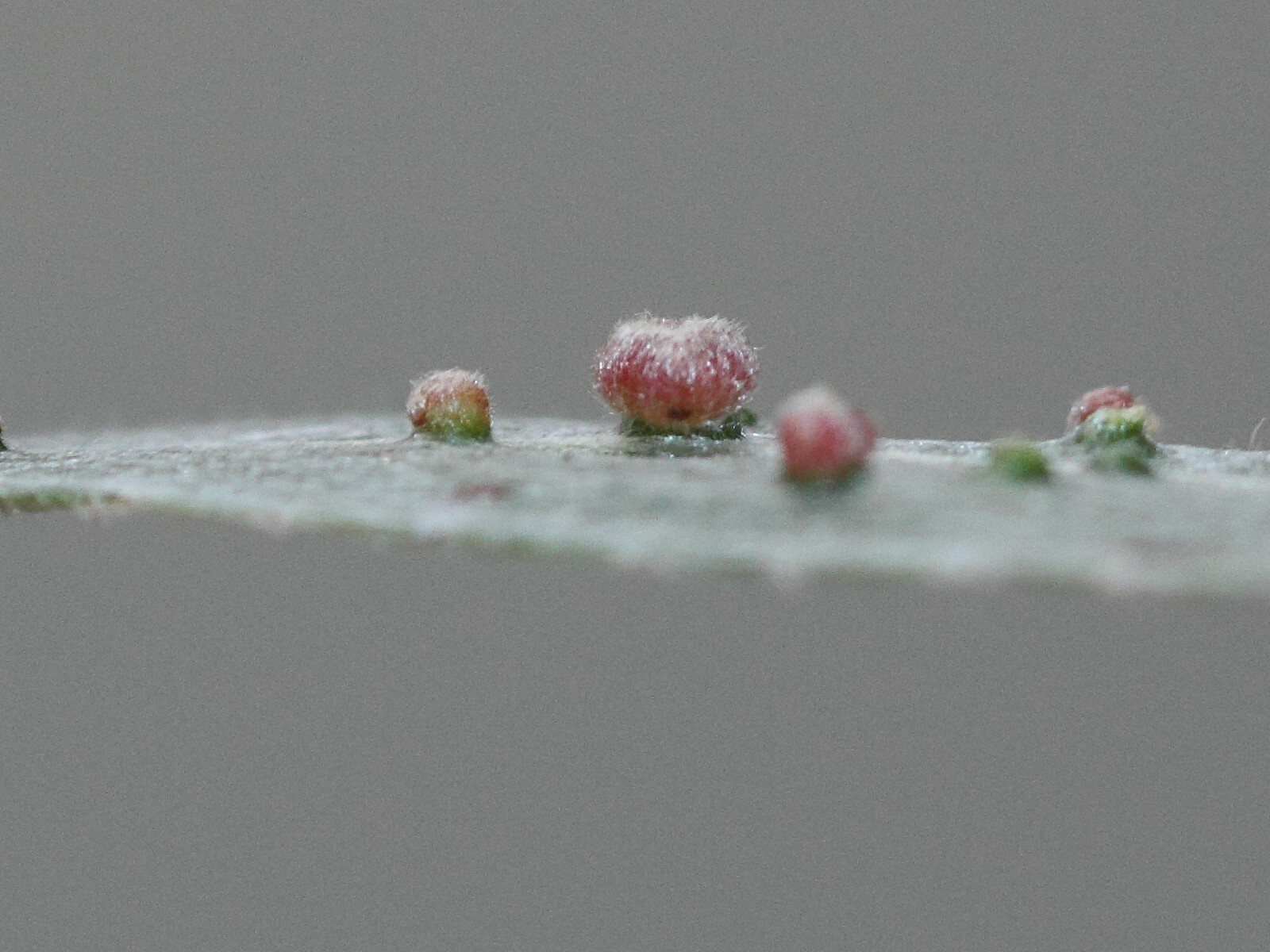 aceria_tetanothrix_galle3md