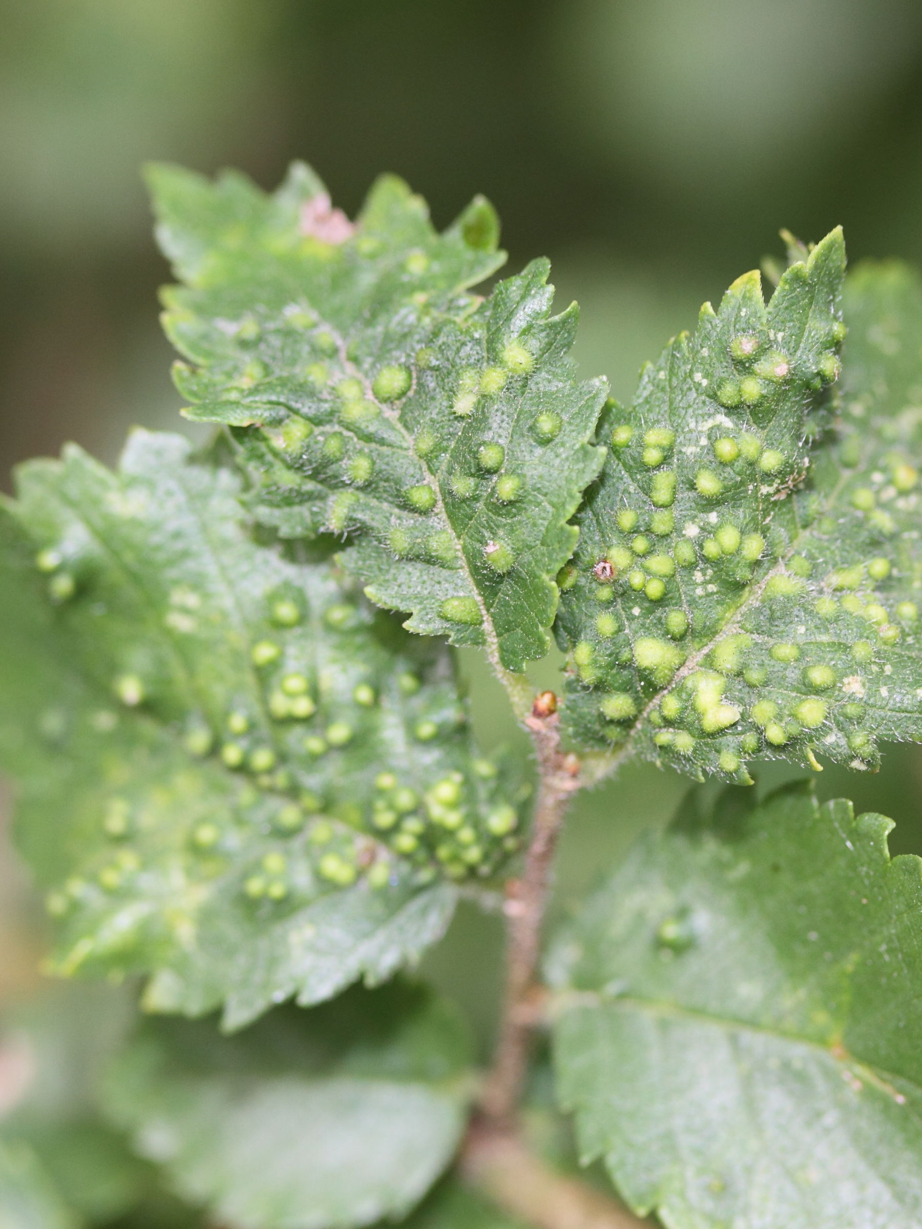 aceria_ulmicola_galle3md