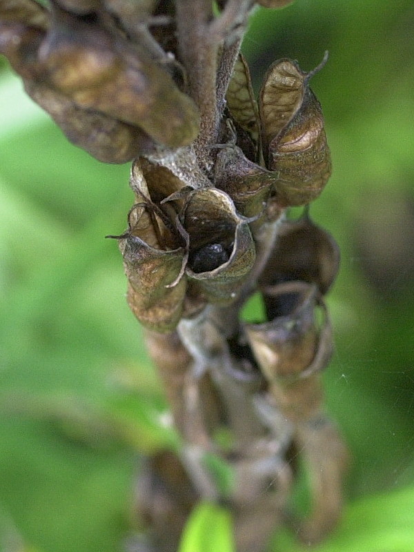 Afficher le média aconitum_napellus4md aconitum_napellus4md