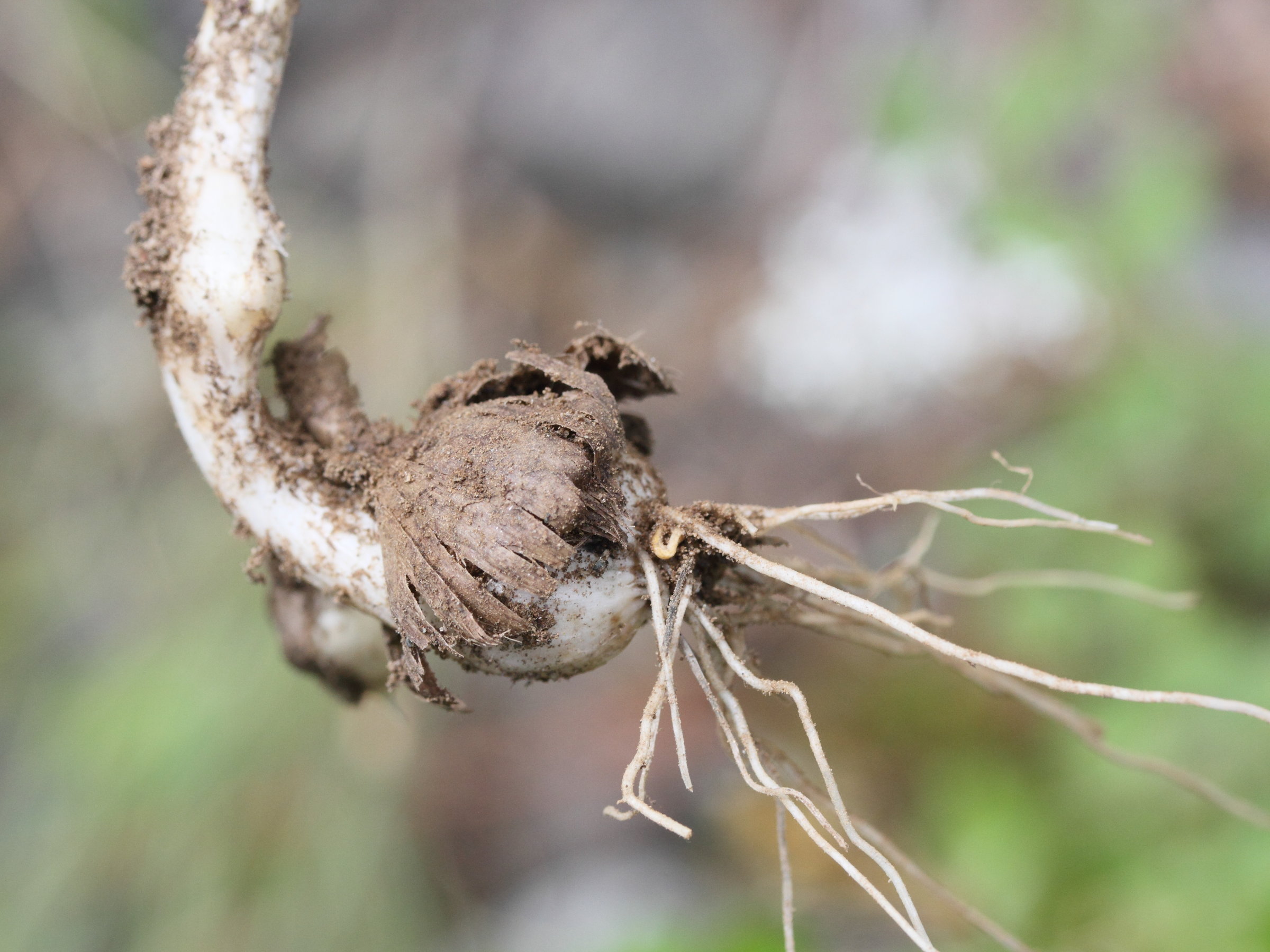 allium_sphaerocephalon7md