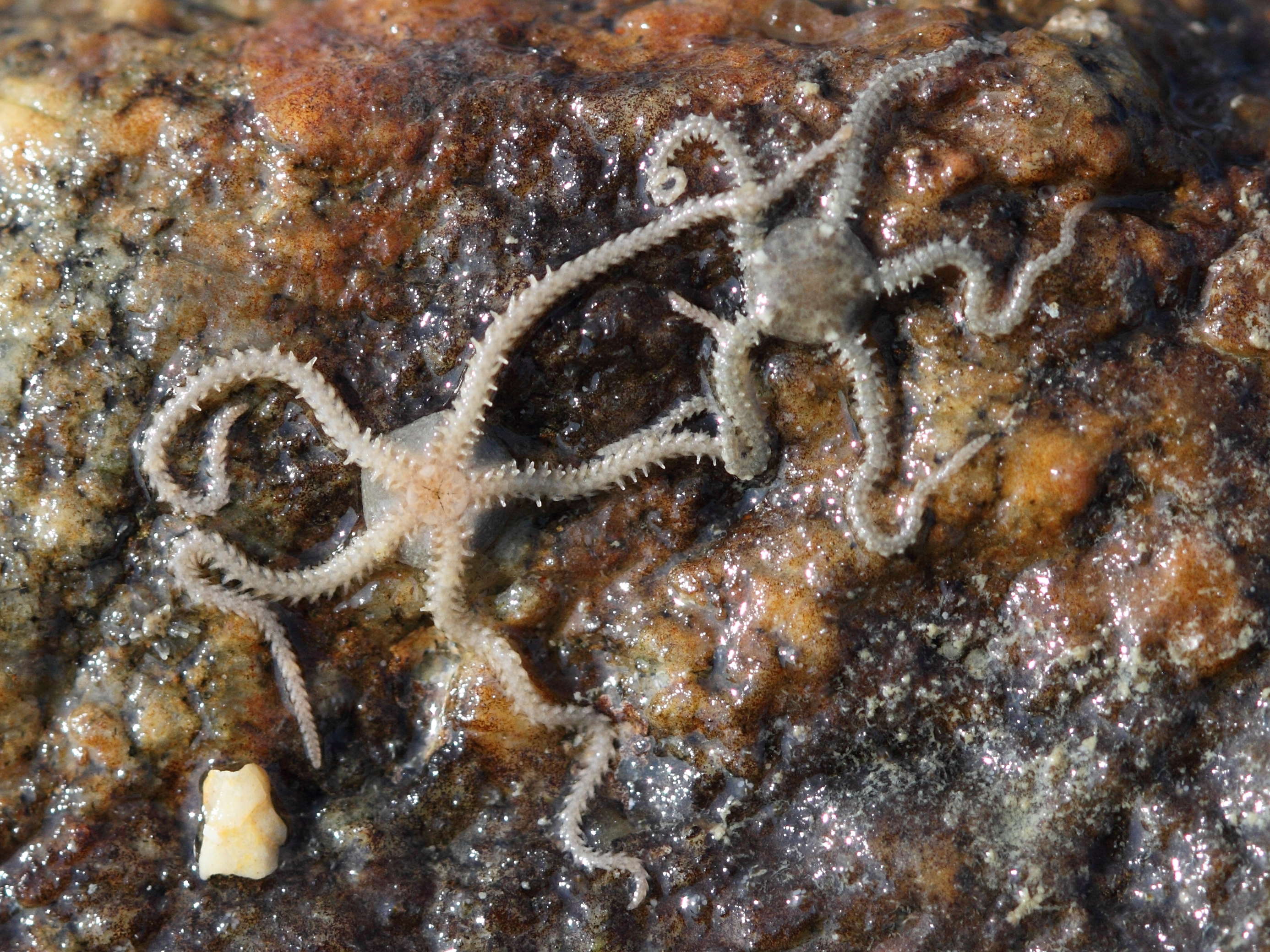 Afficher le média amphipholis_squamata1bd amphipholis_squamata1bd