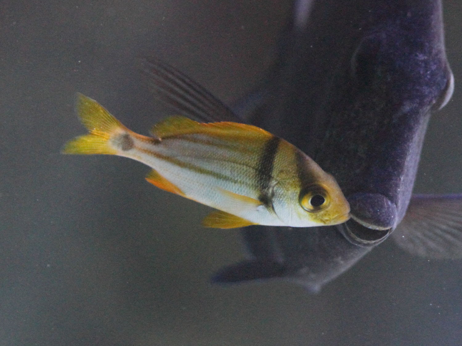 anisotremus_virginicus2bd