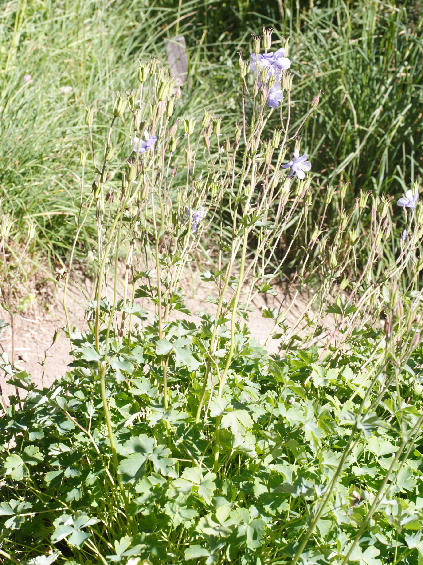 Afficher le média aquilegia_bernardii2md aquilegia_bernardii2md